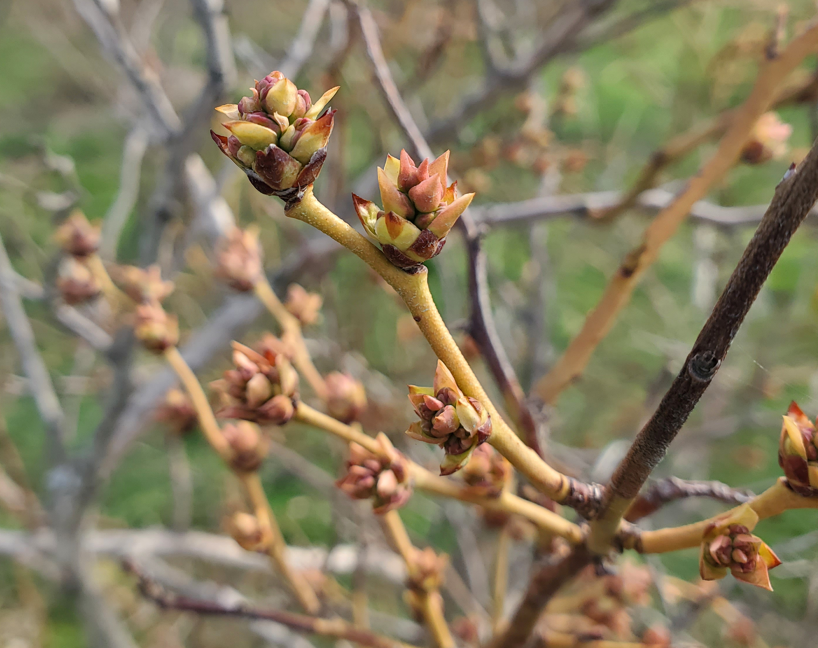 Swollen blueberry fruit buds.