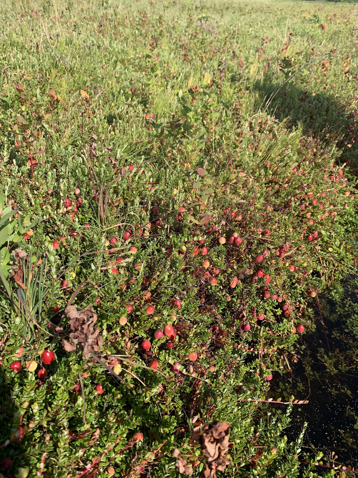 A closeup of a cranberry bush.