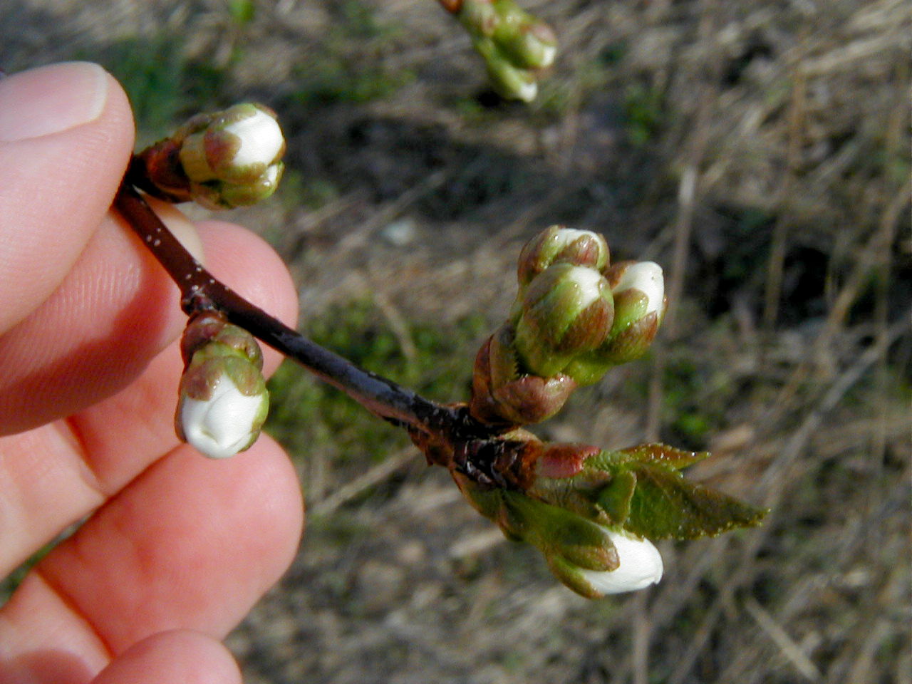 Montmorency cherry buds