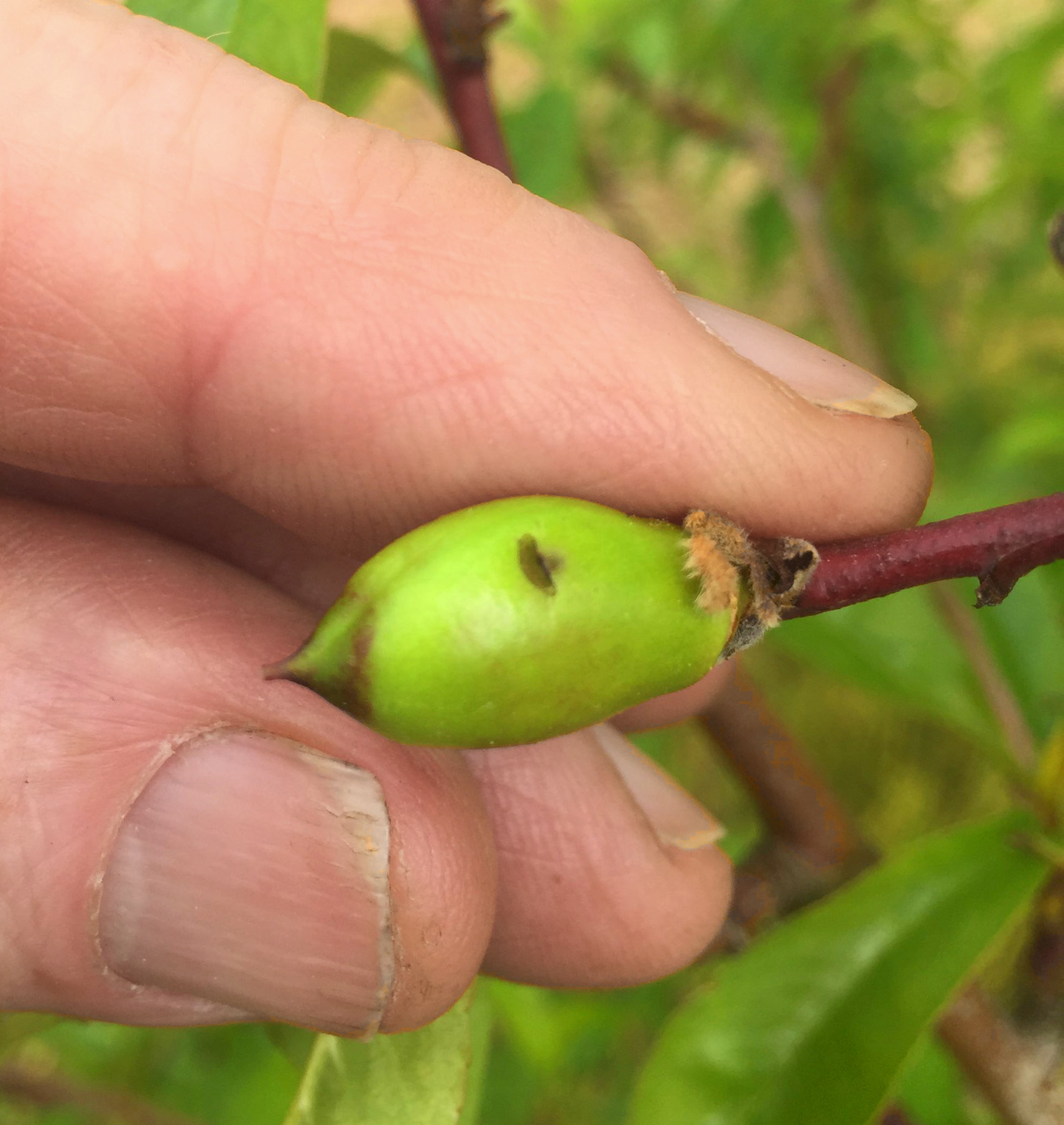 Plum curculio damage on necartine.