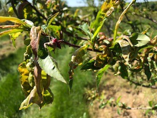 peach-leaf-curl-tritten