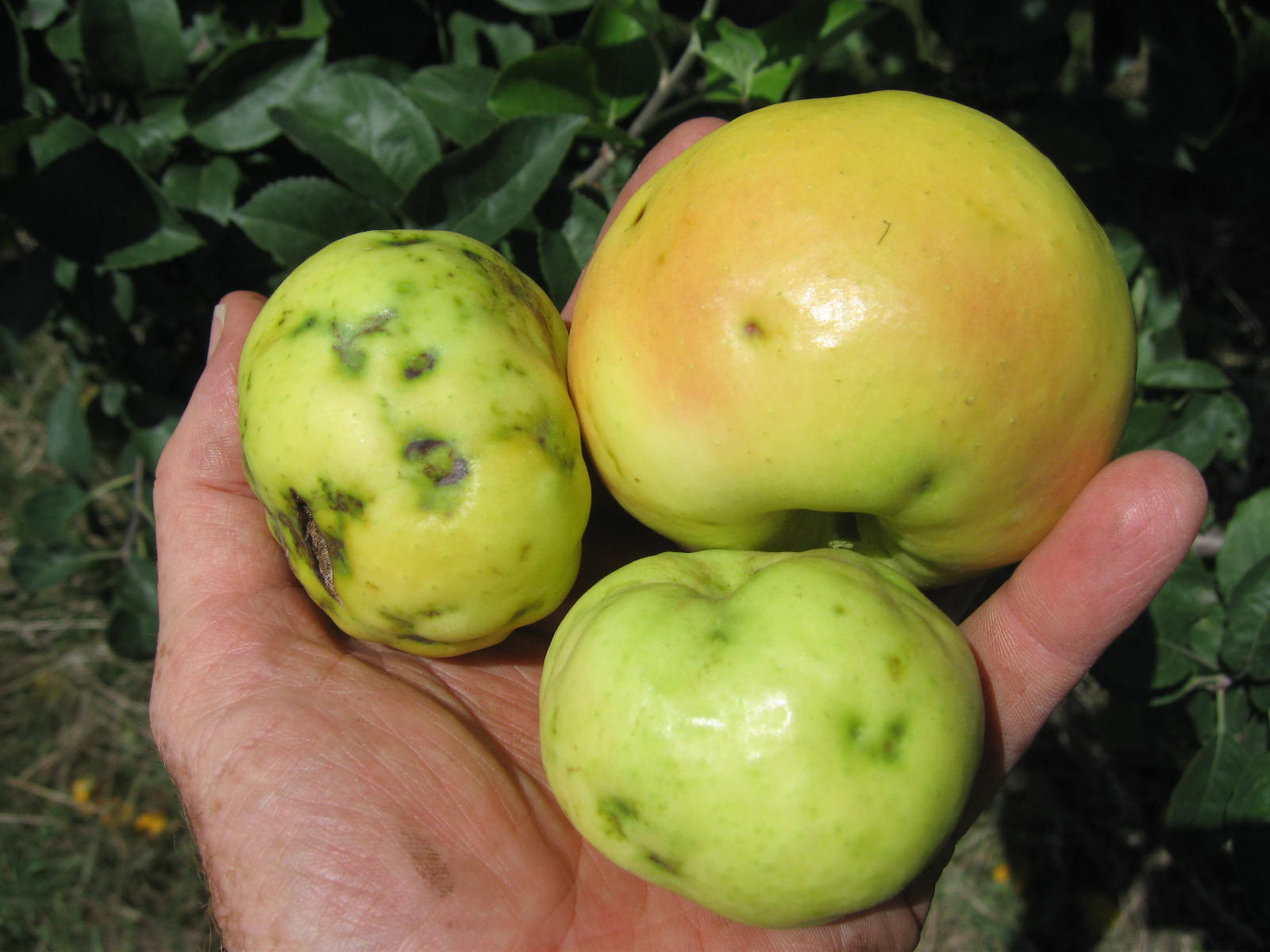 Green crinkle disease on apple.