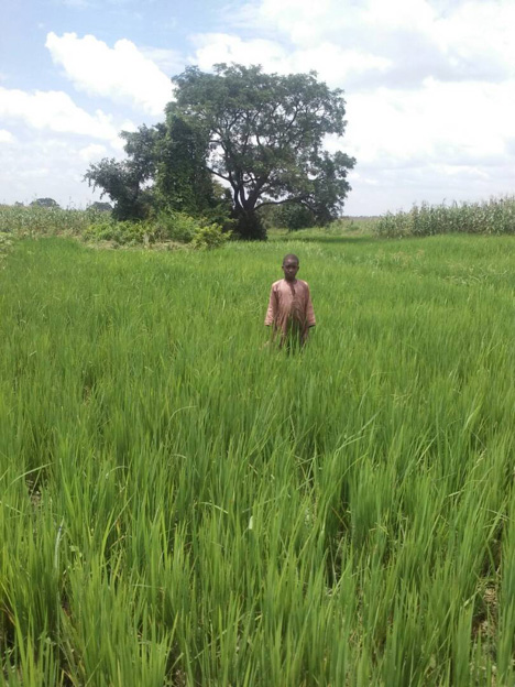 FarmerRiceField