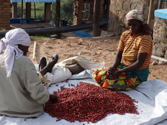 WomenSortingCoffeeCheries