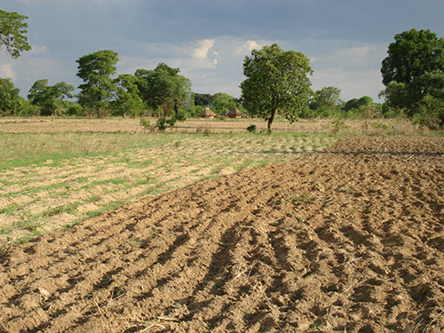 FieldinZambia