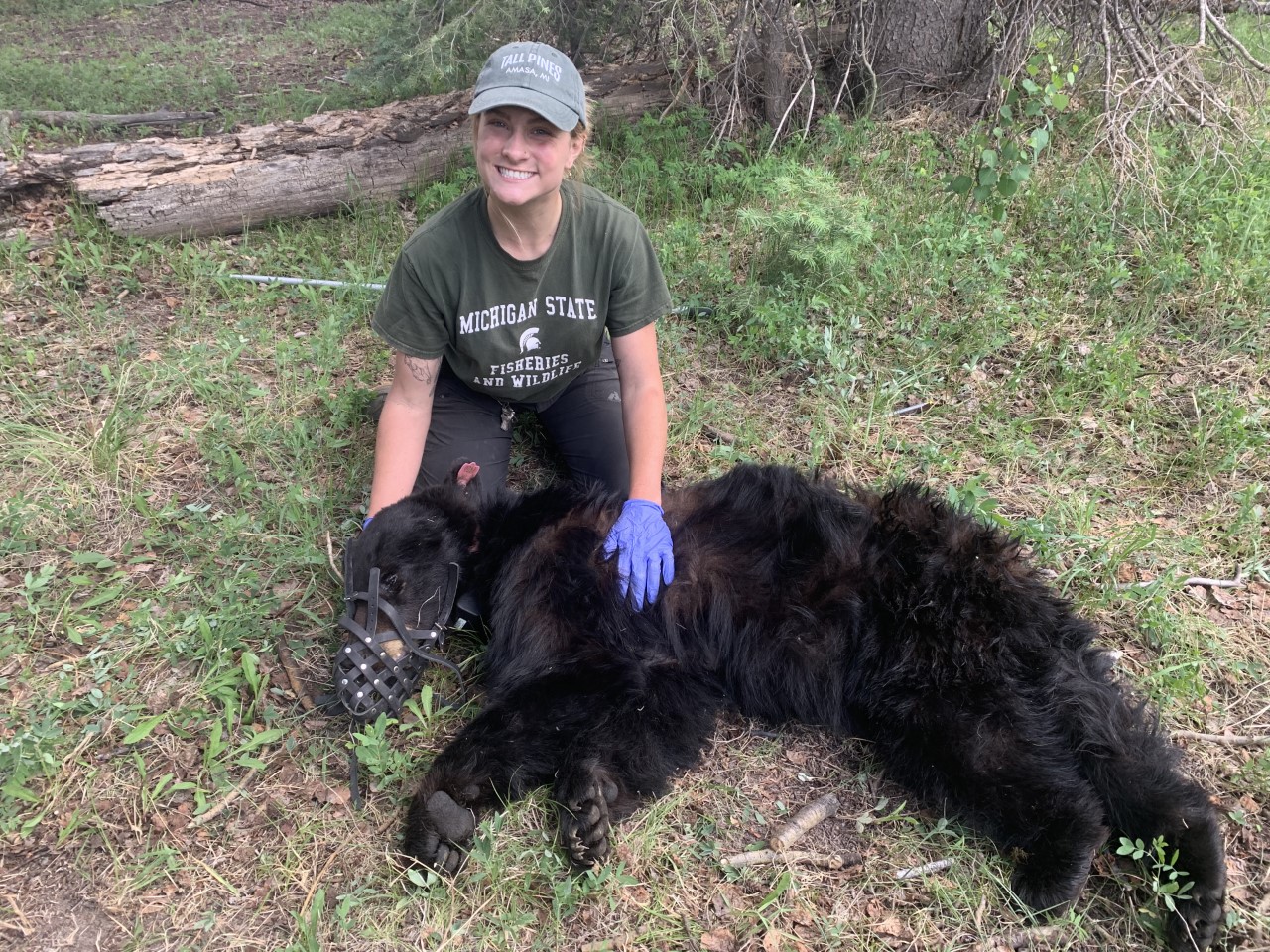 Lauren Emerick with a bear for a research project.