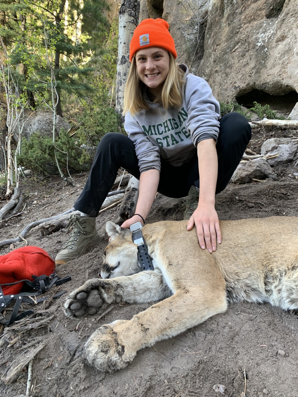 Lauren Emerick with a lion for research