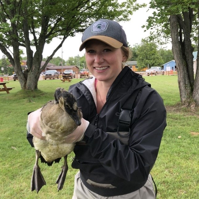 Kailee-Pearson-partnership-Bay-Mills-Tribe-DNR-goose-banding-square