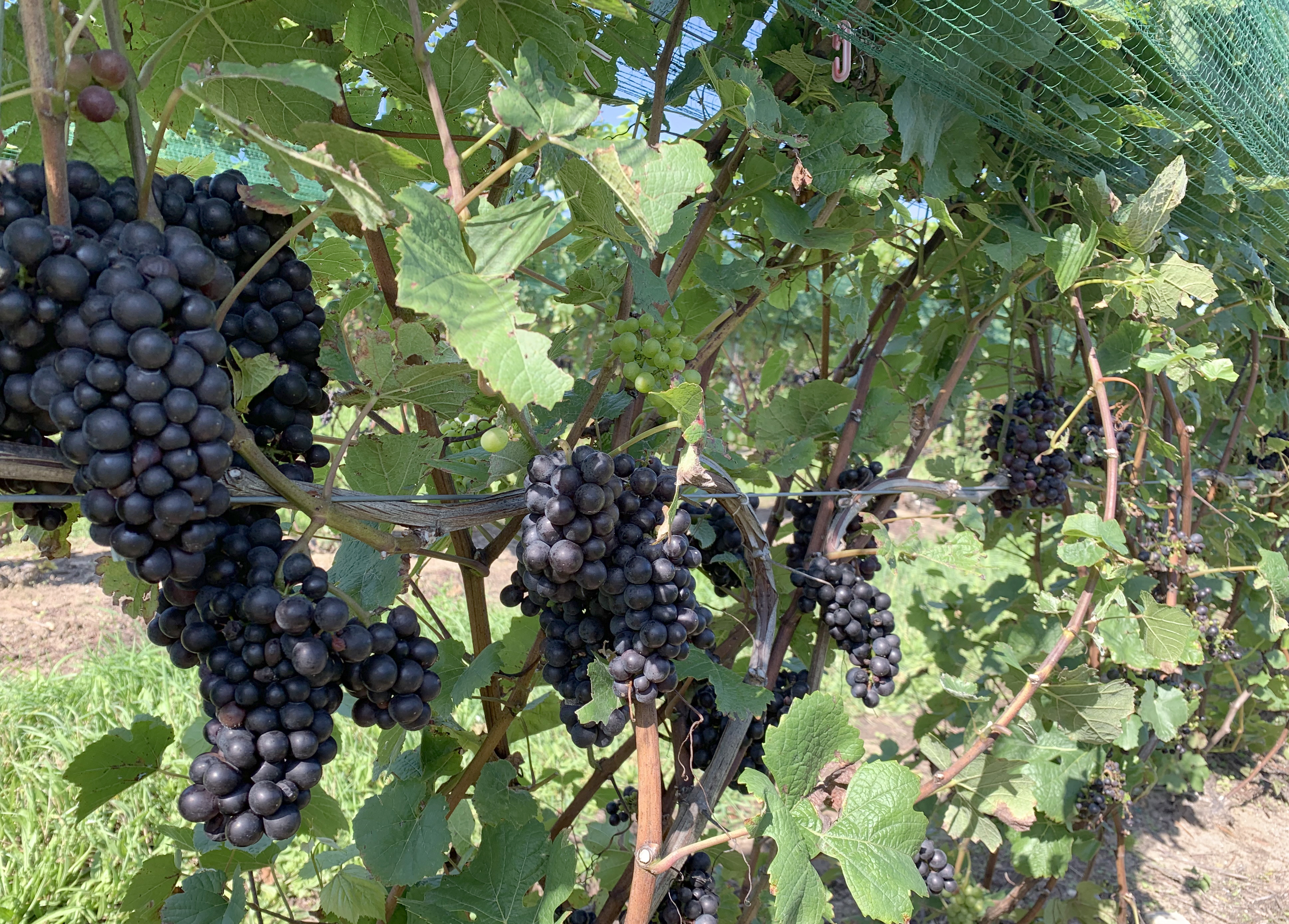 ‘Pinot Noir’