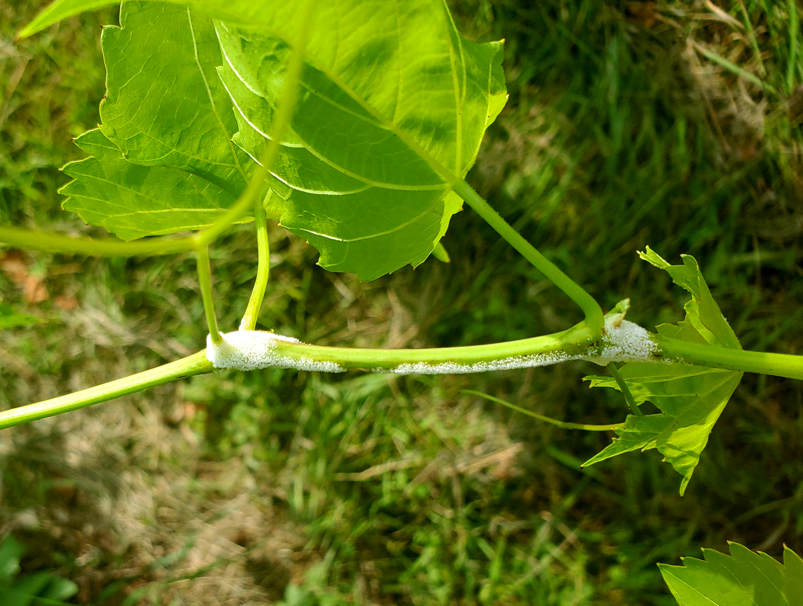 Downy mildew on grape vine