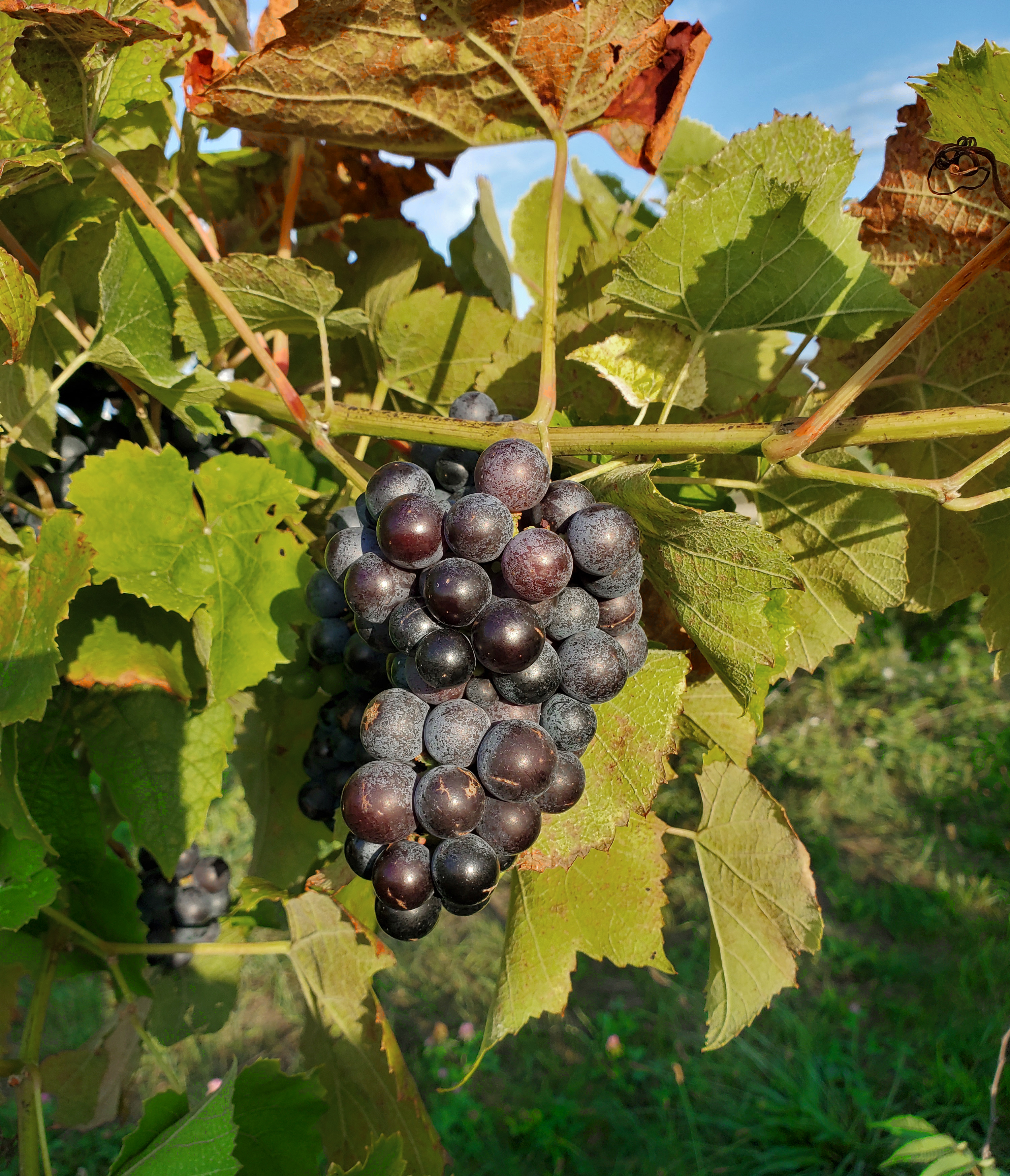 Marquette grapes