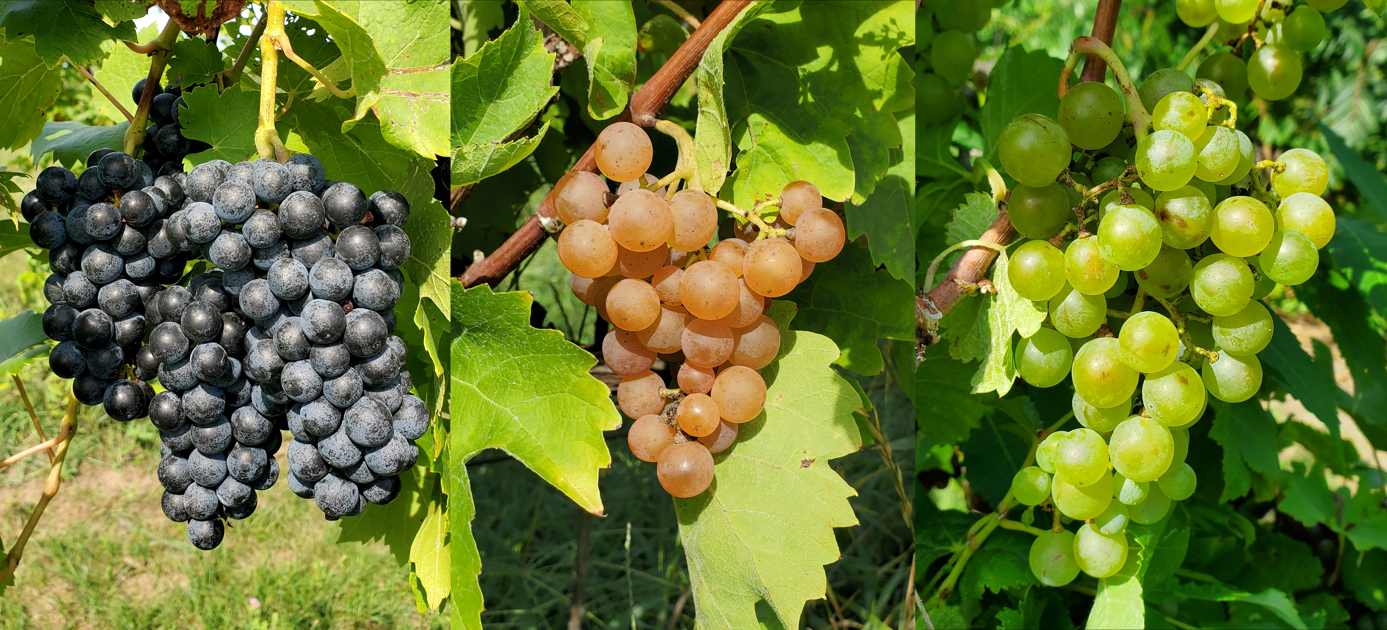 Grape cultivars