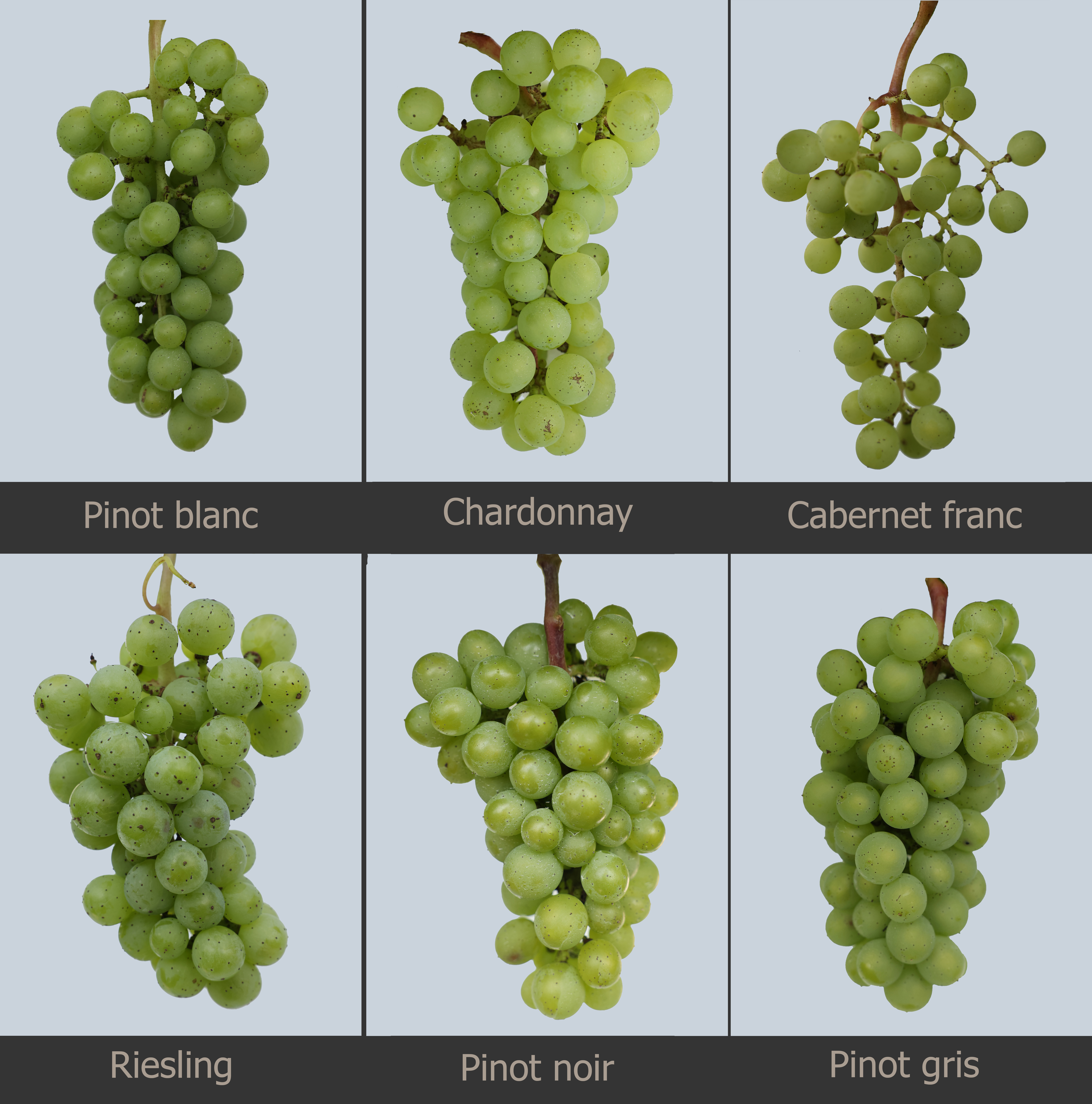 Varieties of grapes