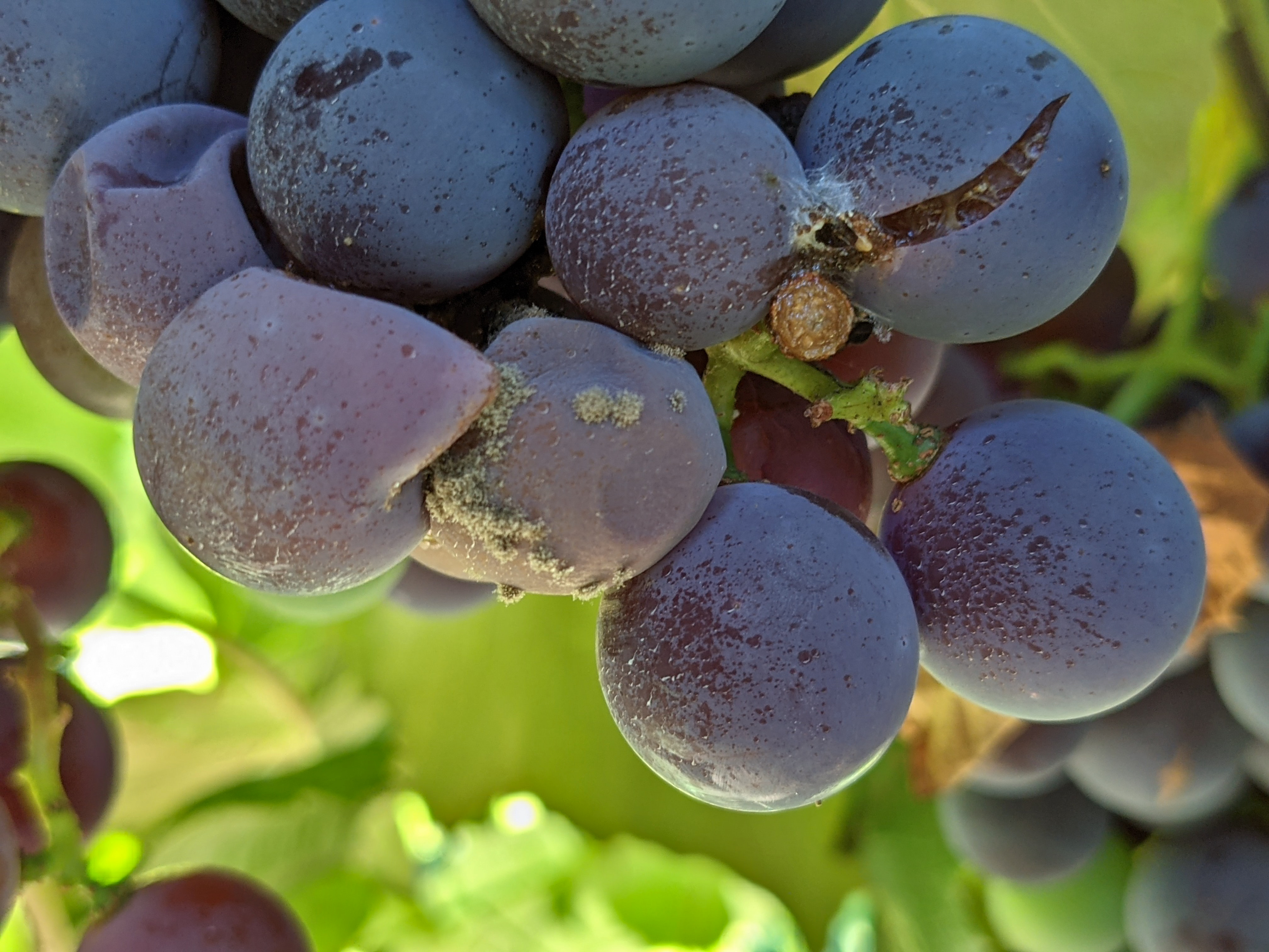 Botrytis on grapes.