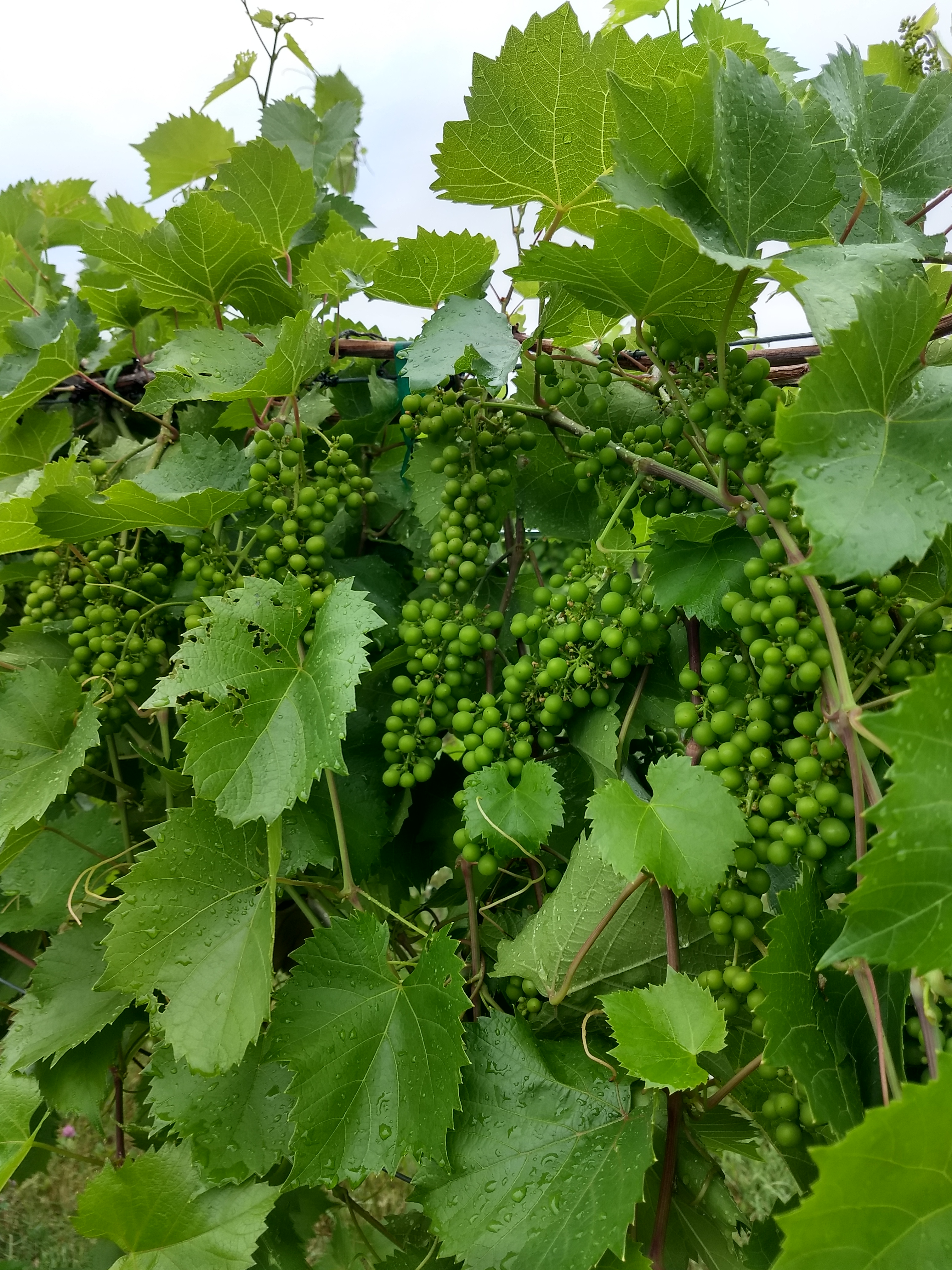 Pea-sized grape berries.