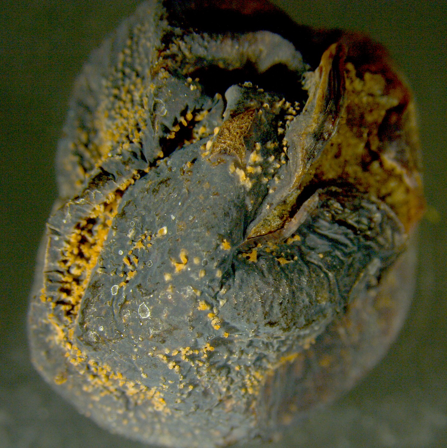 Sporulation of a Colletotrichum sp.