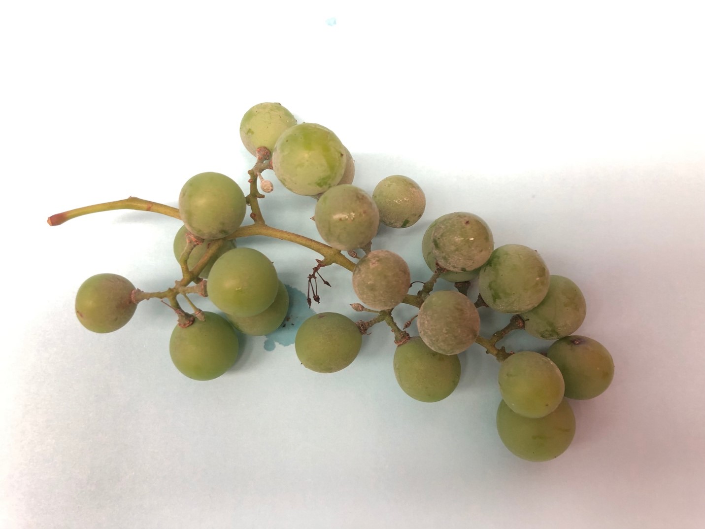 Powdery mildew on Concord grape clusters