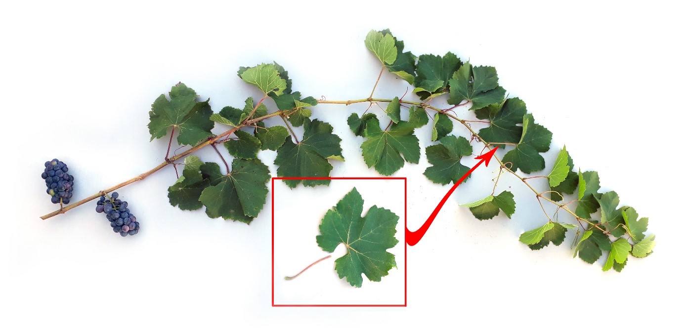 Petiole and leaf removed from shoot
