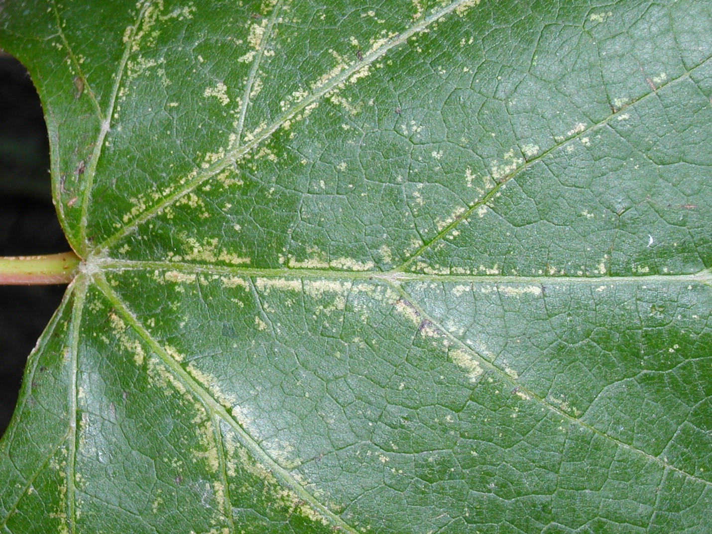 Light yellow stippling on the upper leaf surface 