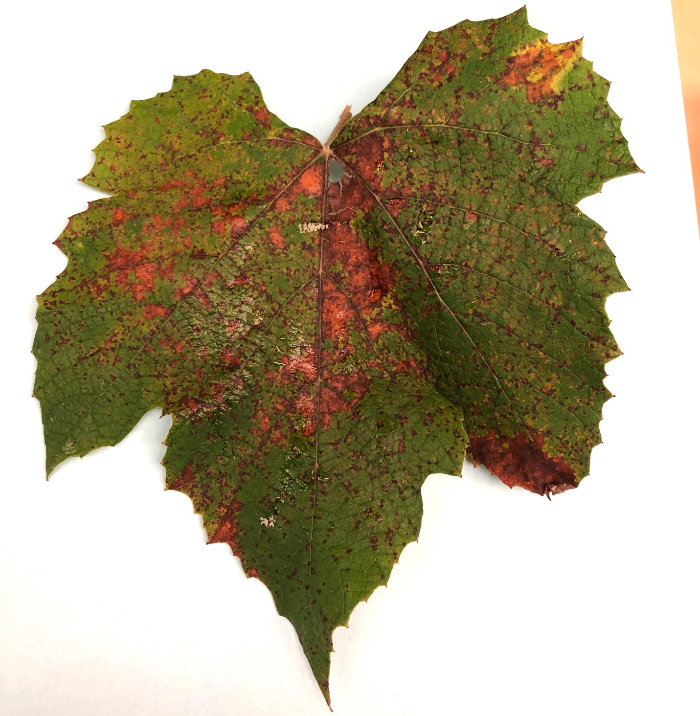 Downy mildew on Niagara grape leaf
