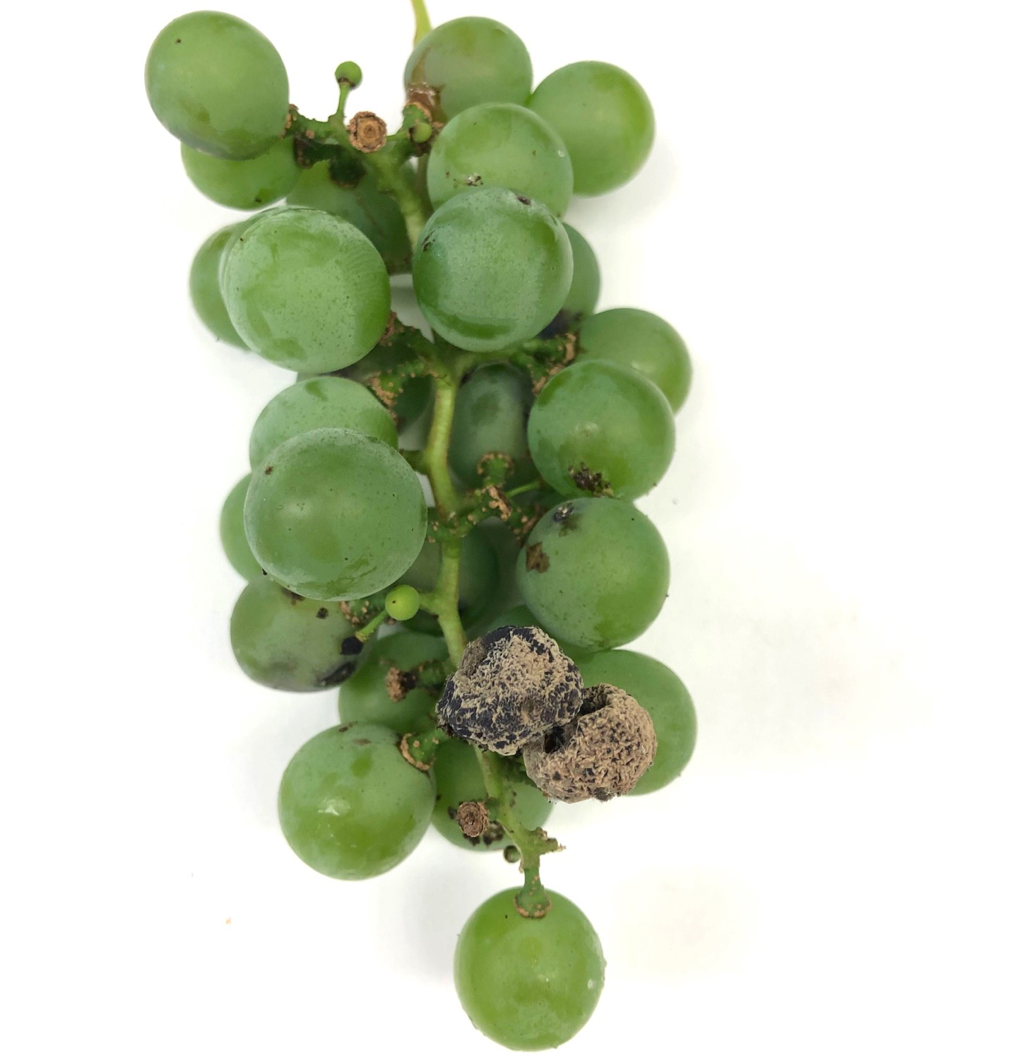Botrytis bunch rot on Niagara grapes
