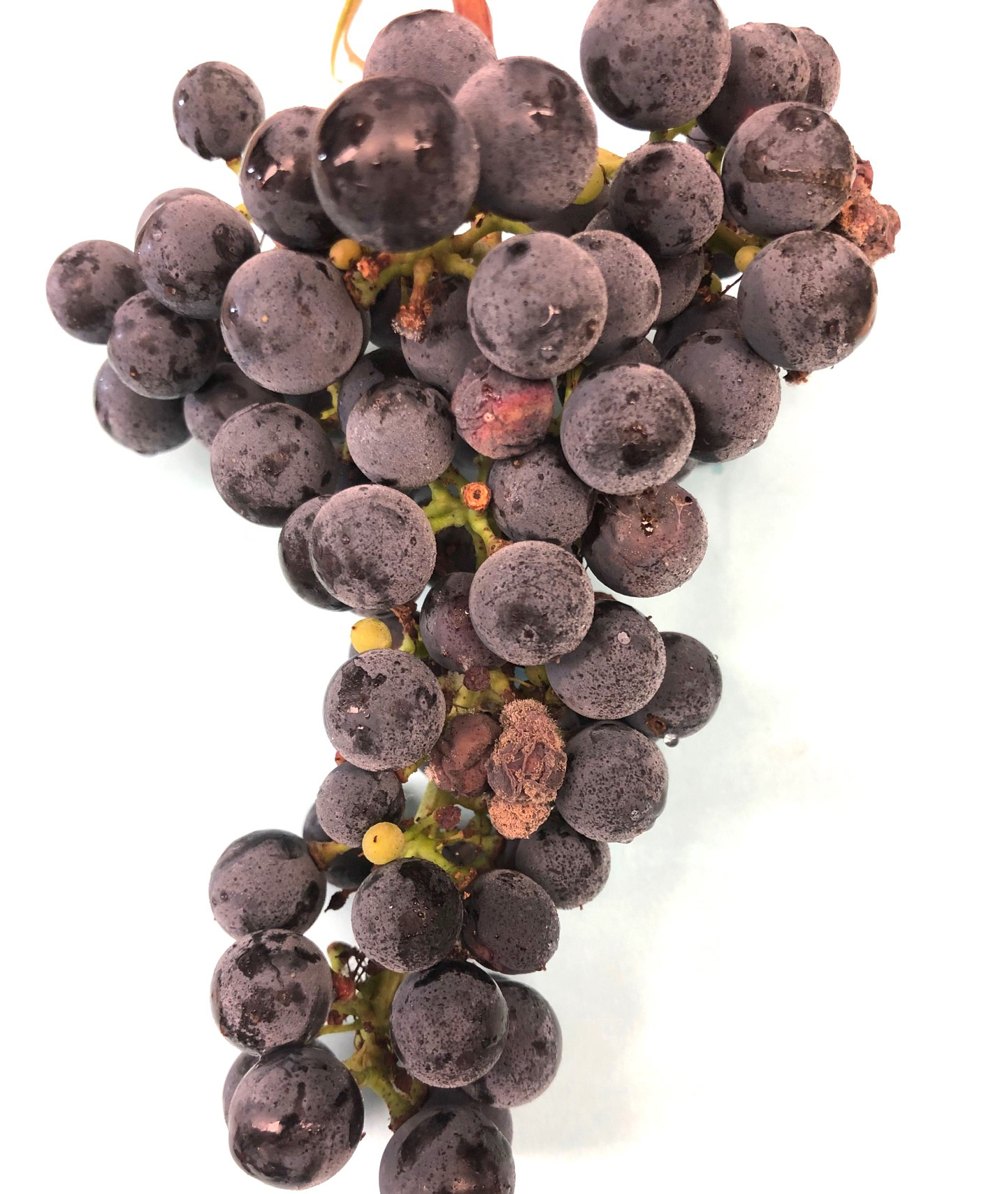 Botrytis bunch rot on Chancellor grapes 