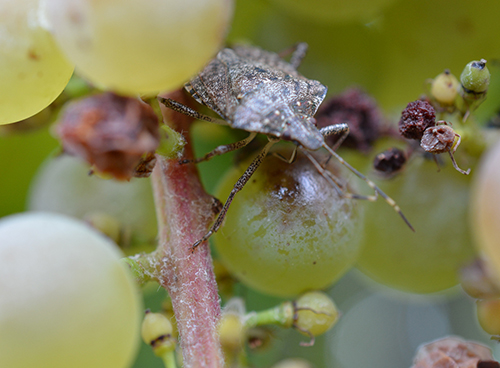 Brown marmorated stink bug trap in Michigan vineyard