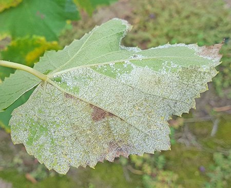 Downy mildew symptoms lower side of leaf
