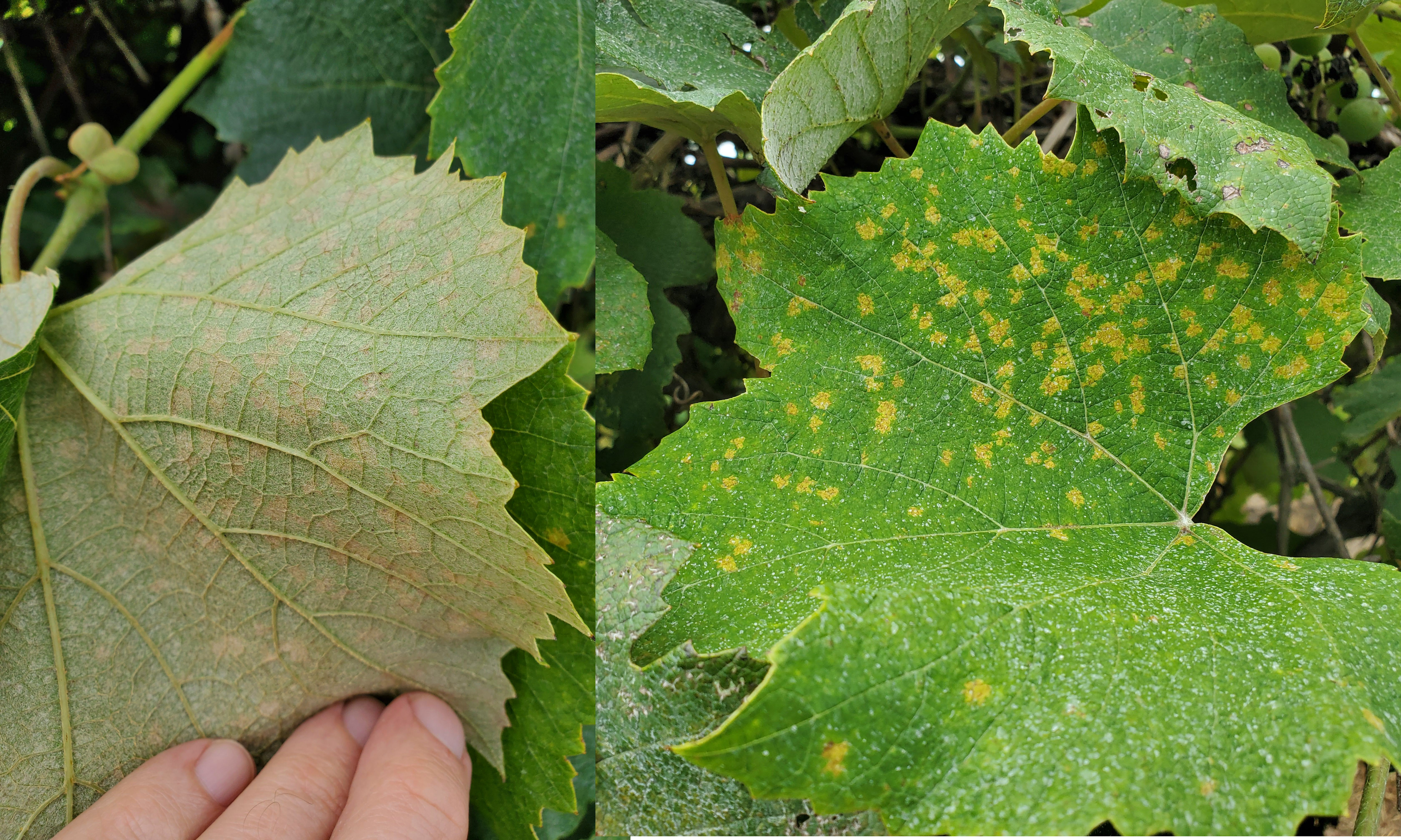 Downy mildew on grapes