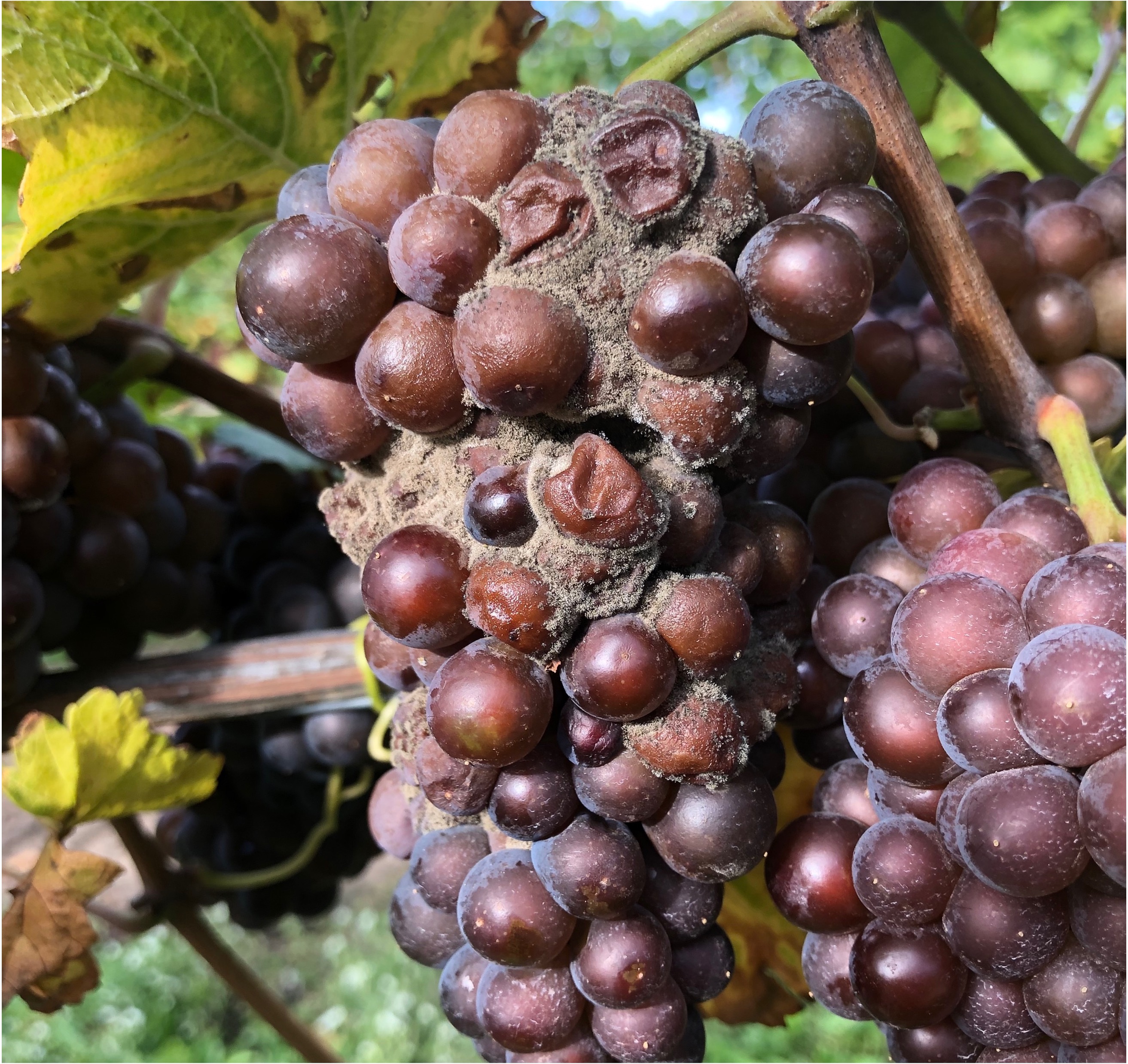 Bunch rot on purple grapes.