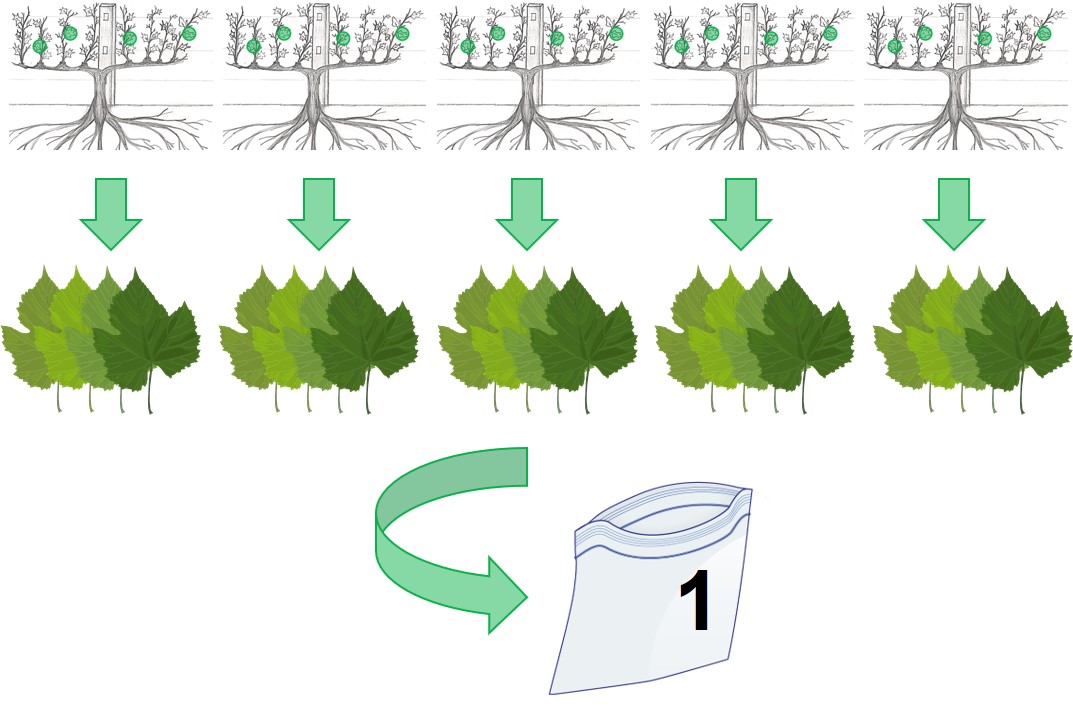 Diagram of instructions for composite sample