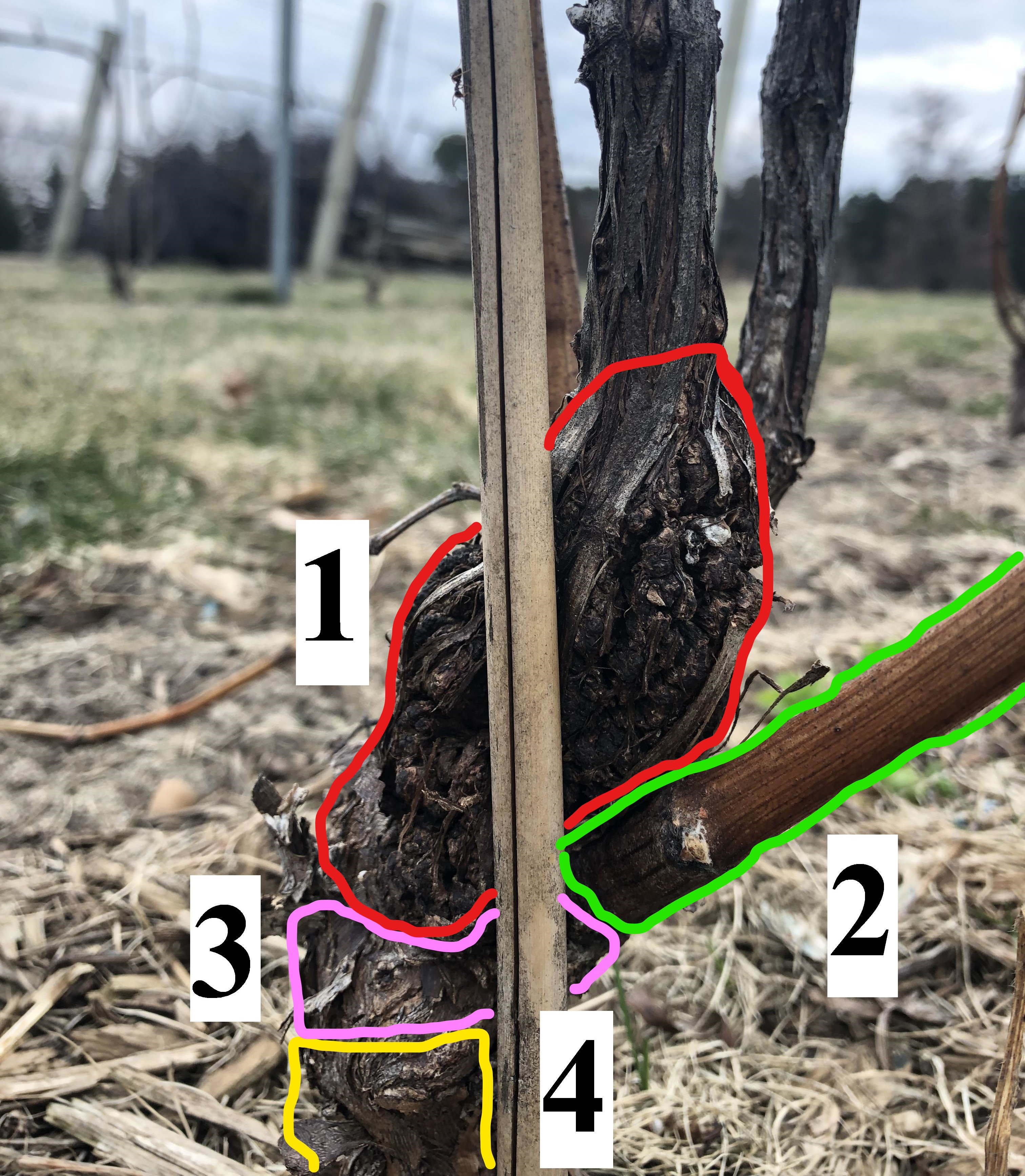 management showing training stake, trunk gall and renewal trunk below the gall