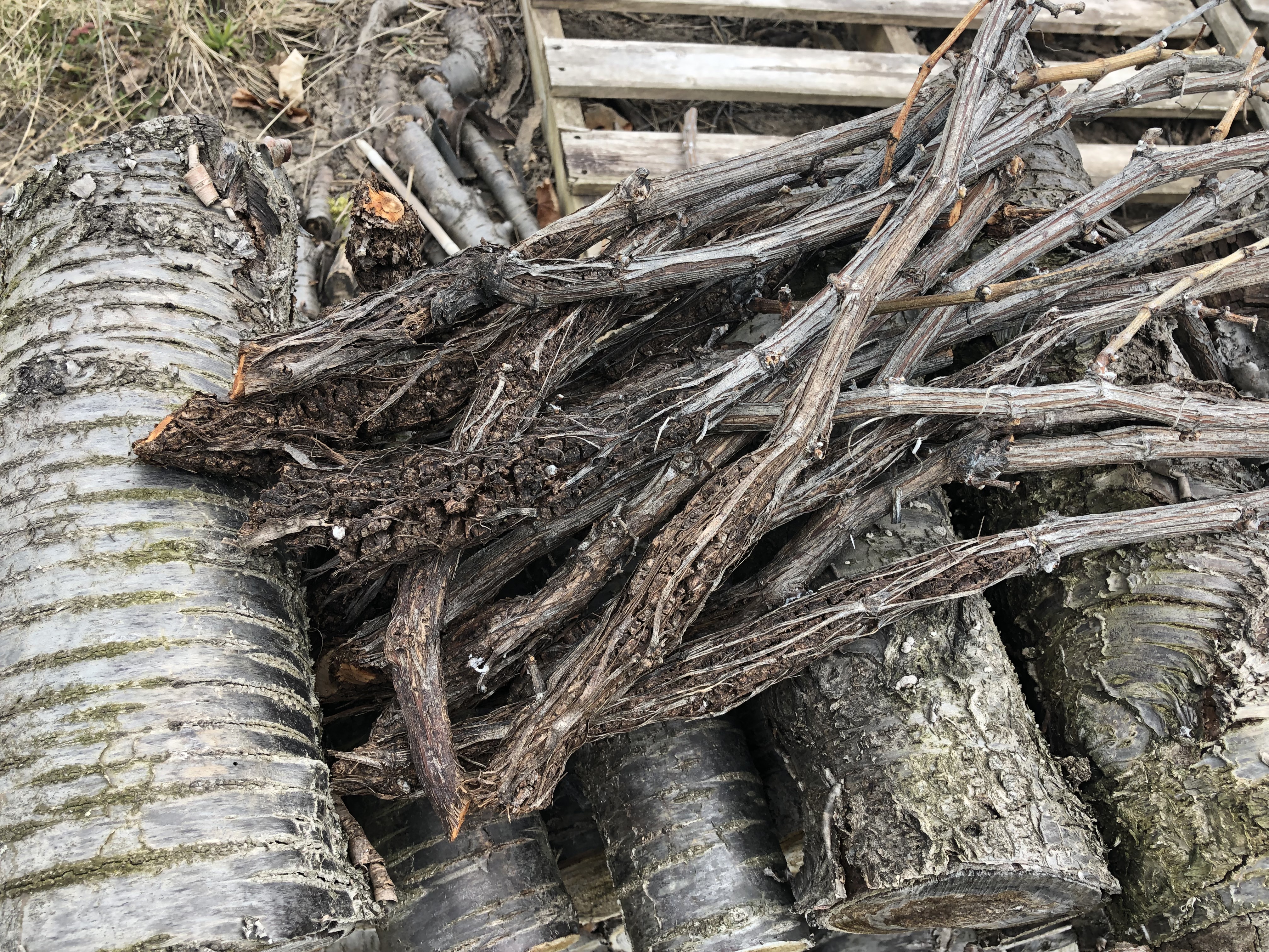 Trunks in a pile