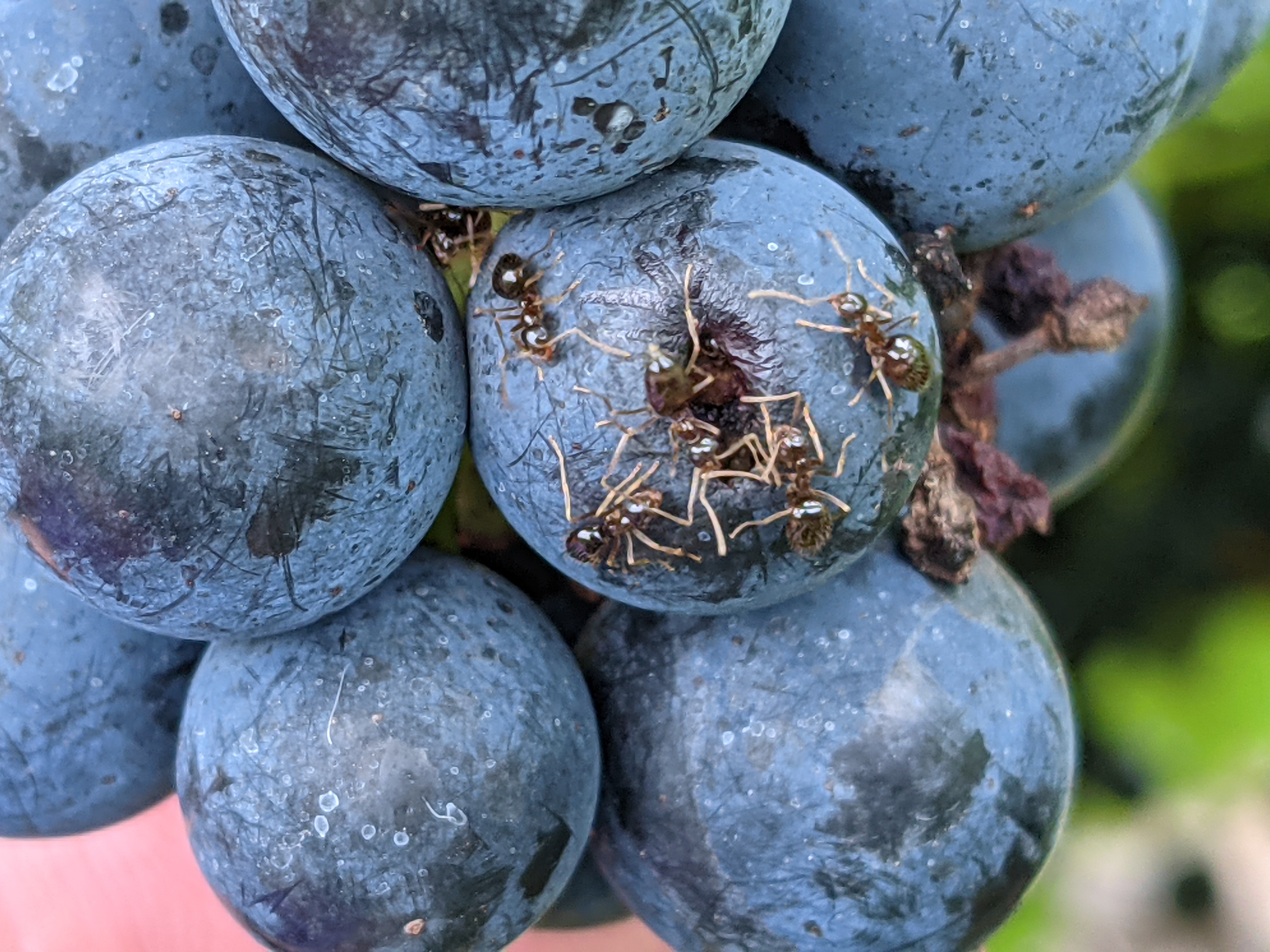 Ants on grapes.