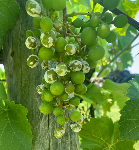downy mildew on grapes