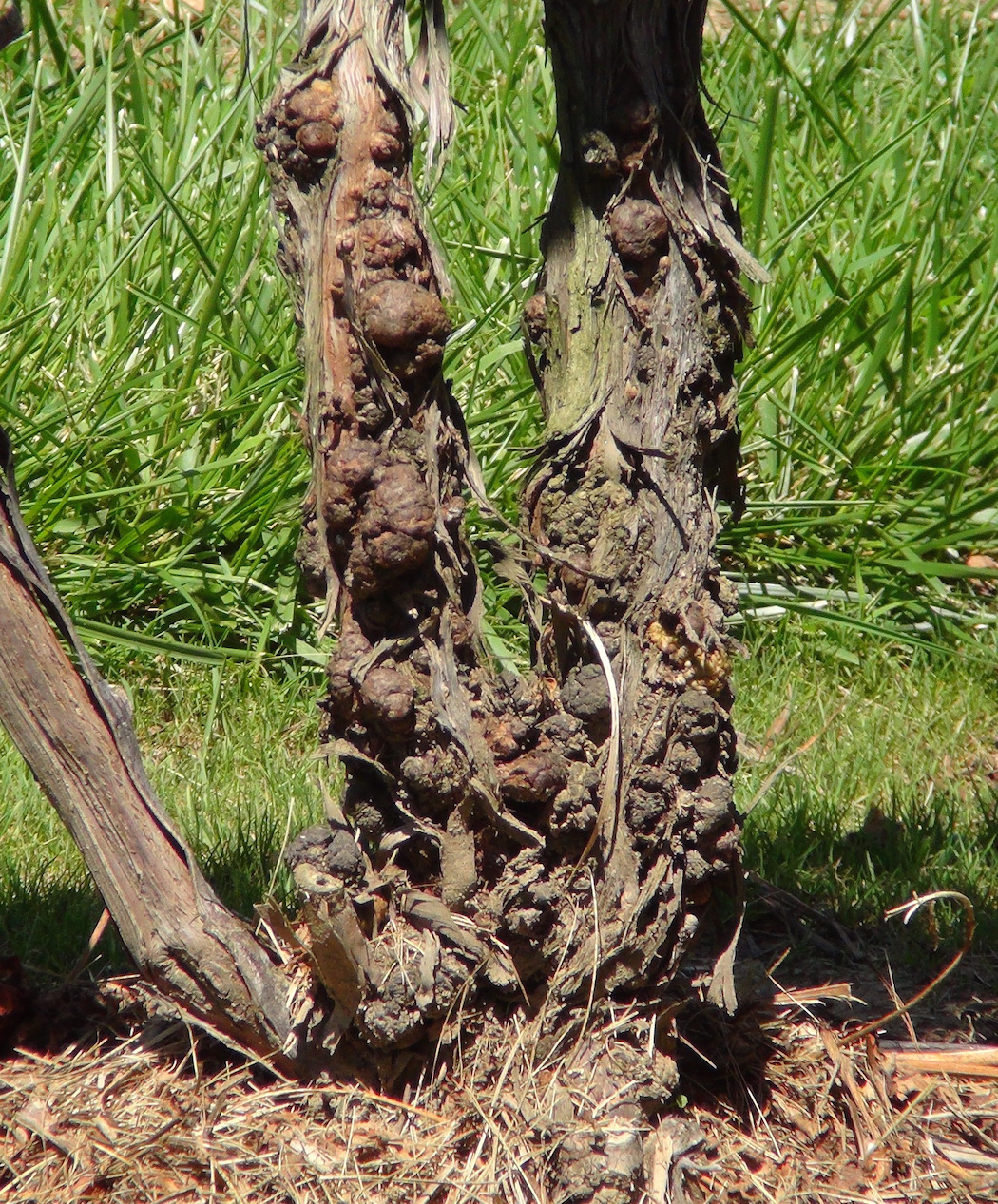 Symptoms of crown gall on a multiple trunk