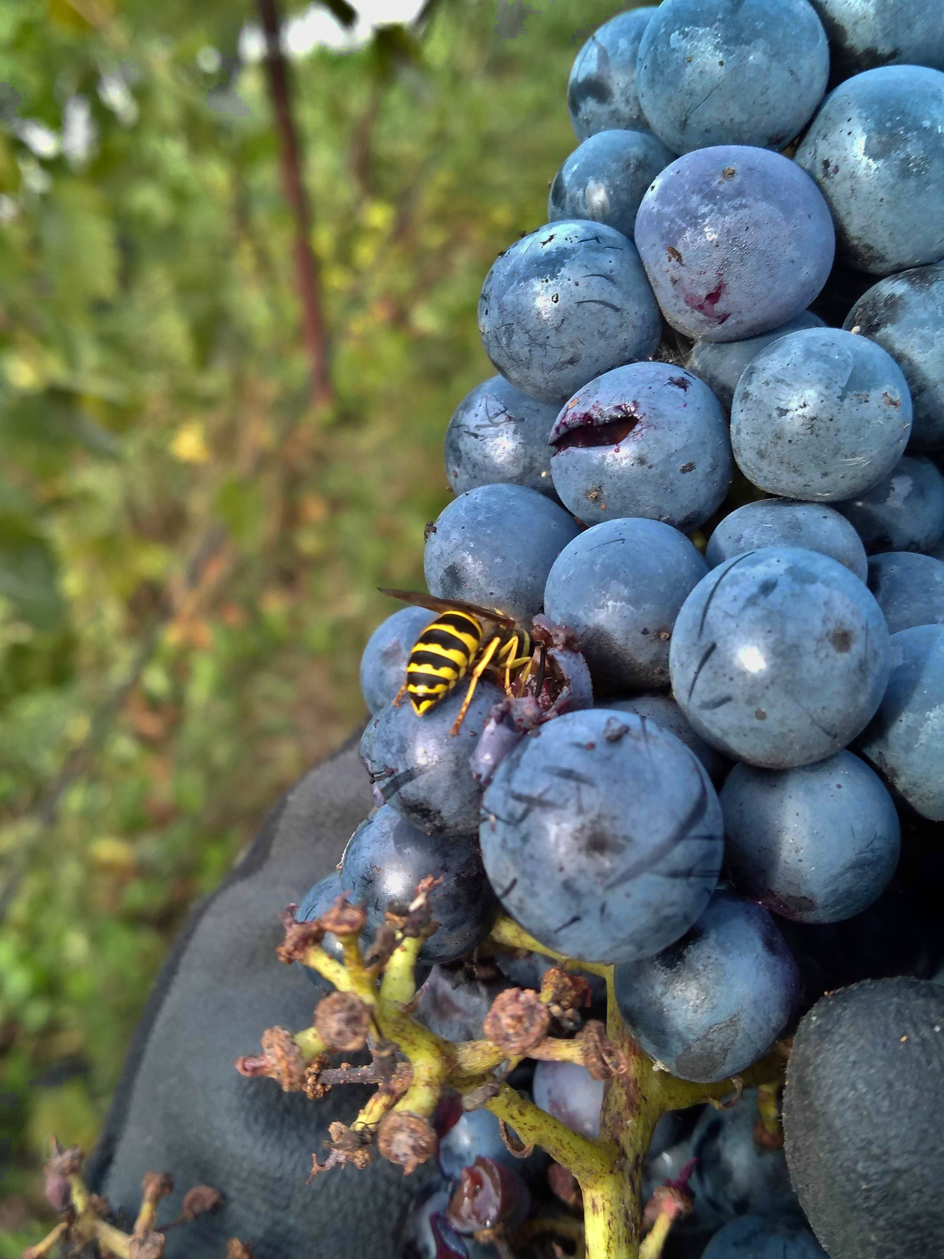 Wasp in grapes