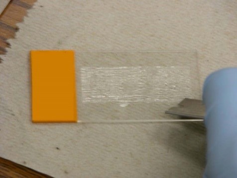 Figure 2C 24 Hour Length of Spore Tape Microscope Slide C