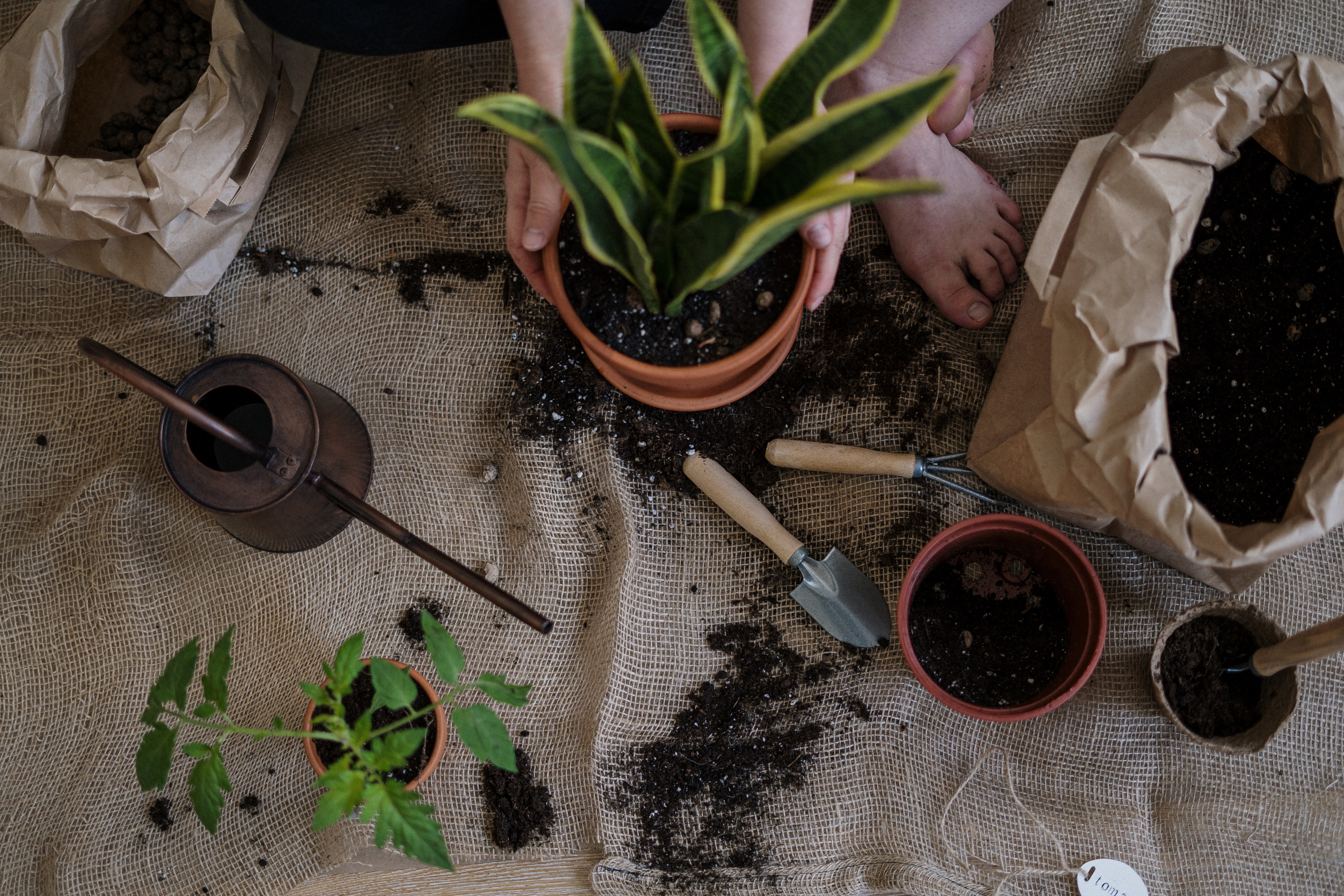 A picture of indoor house plants