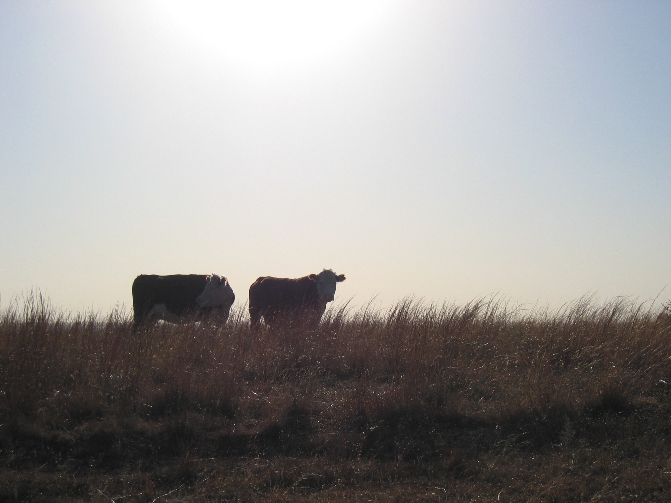 cows-on-hill-1401881