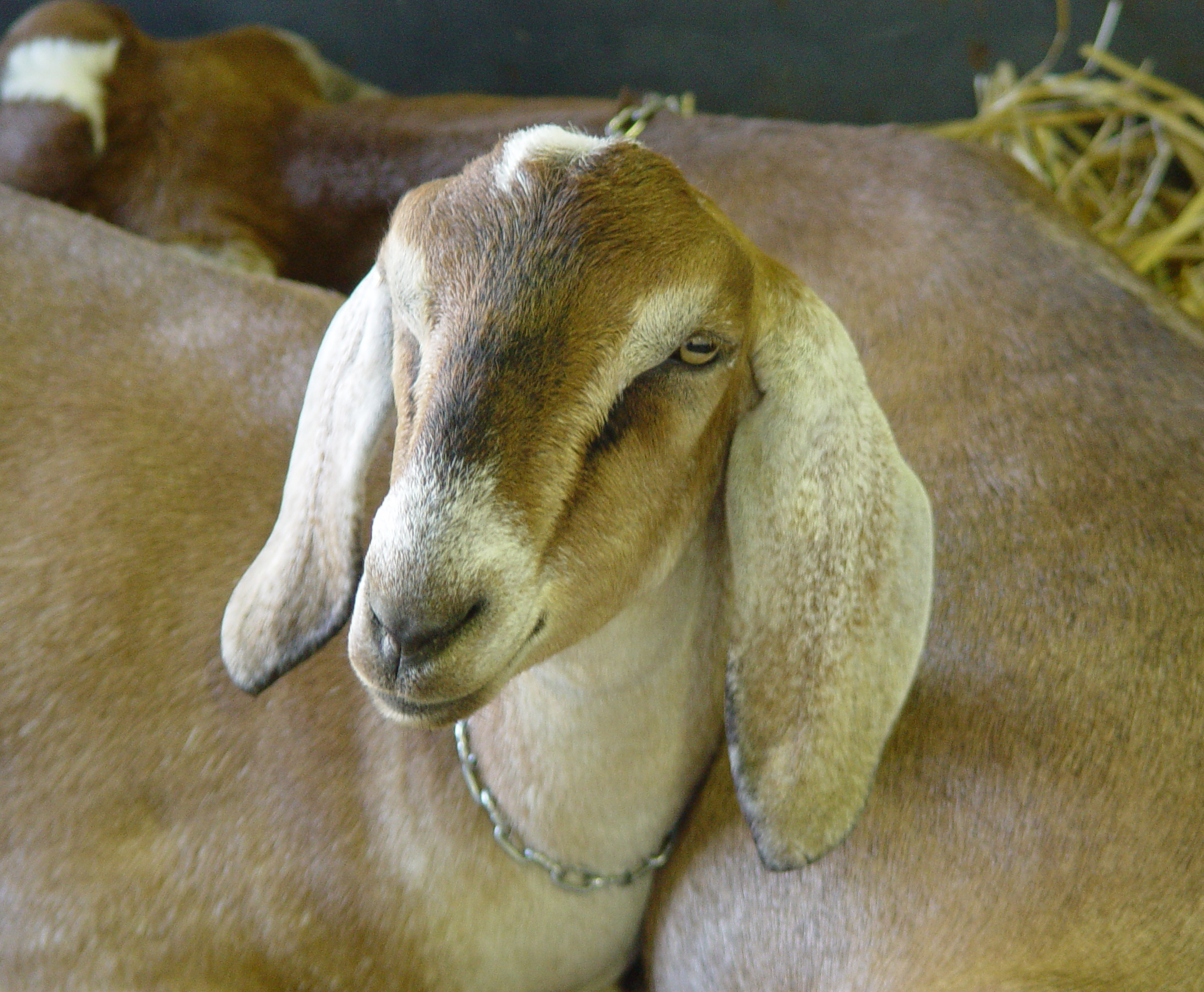 lop-eared-goat-1488639
