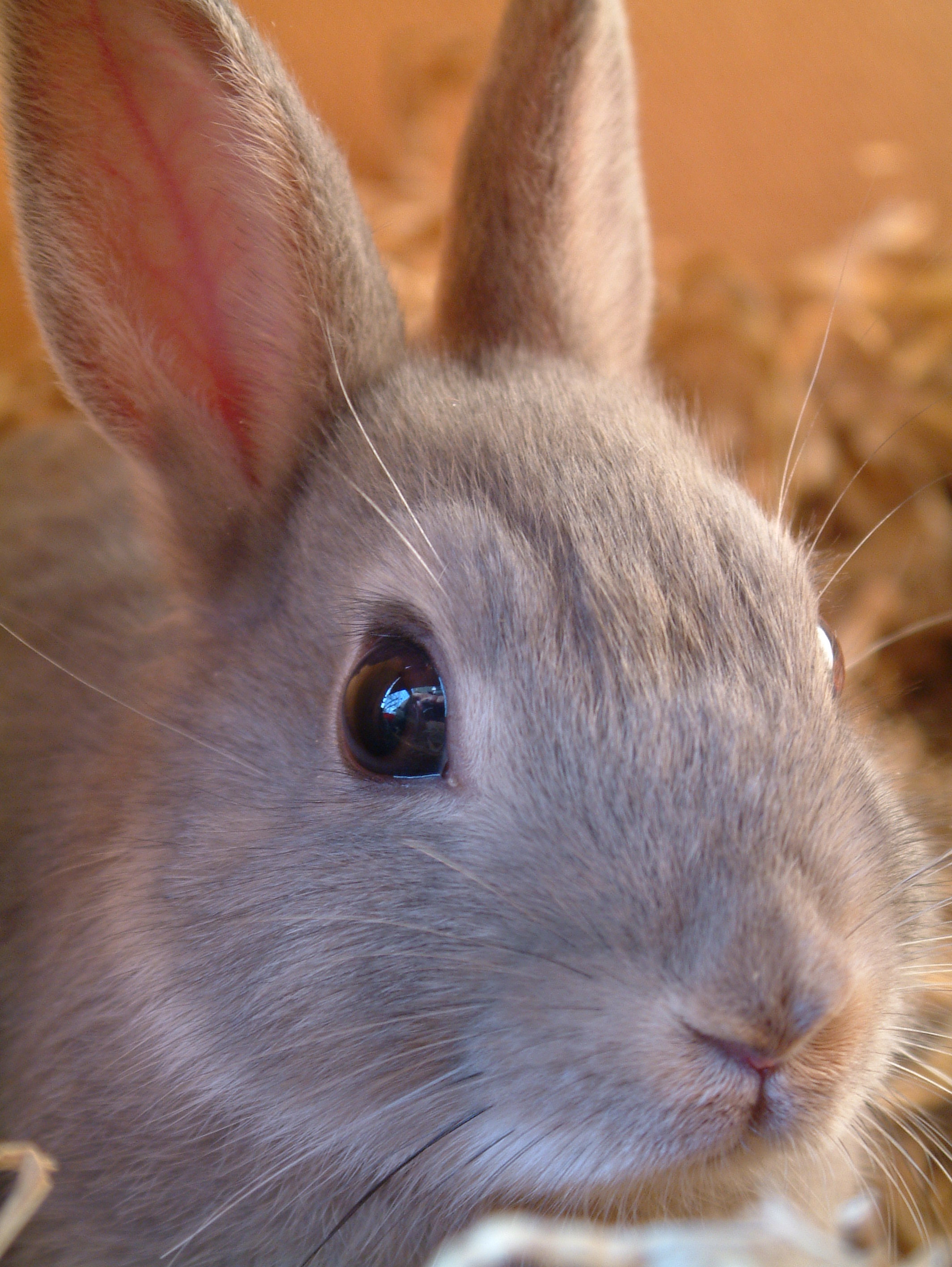 rabbit-1523576