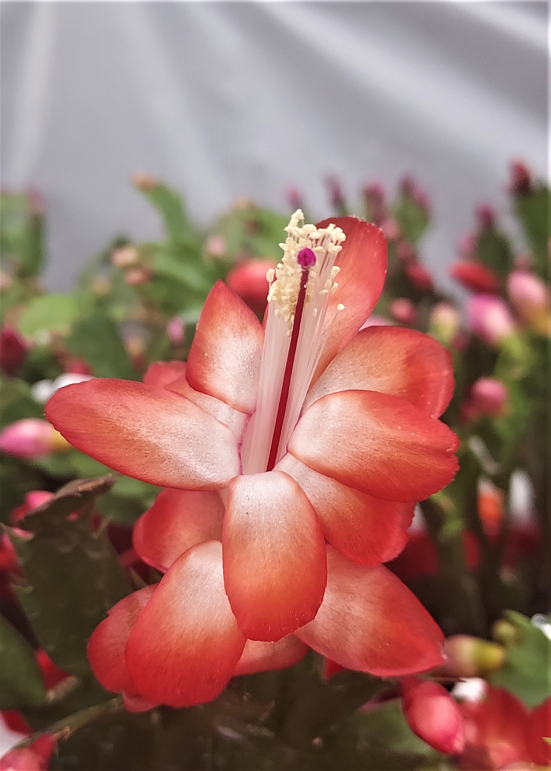A red flowering holiday cactus