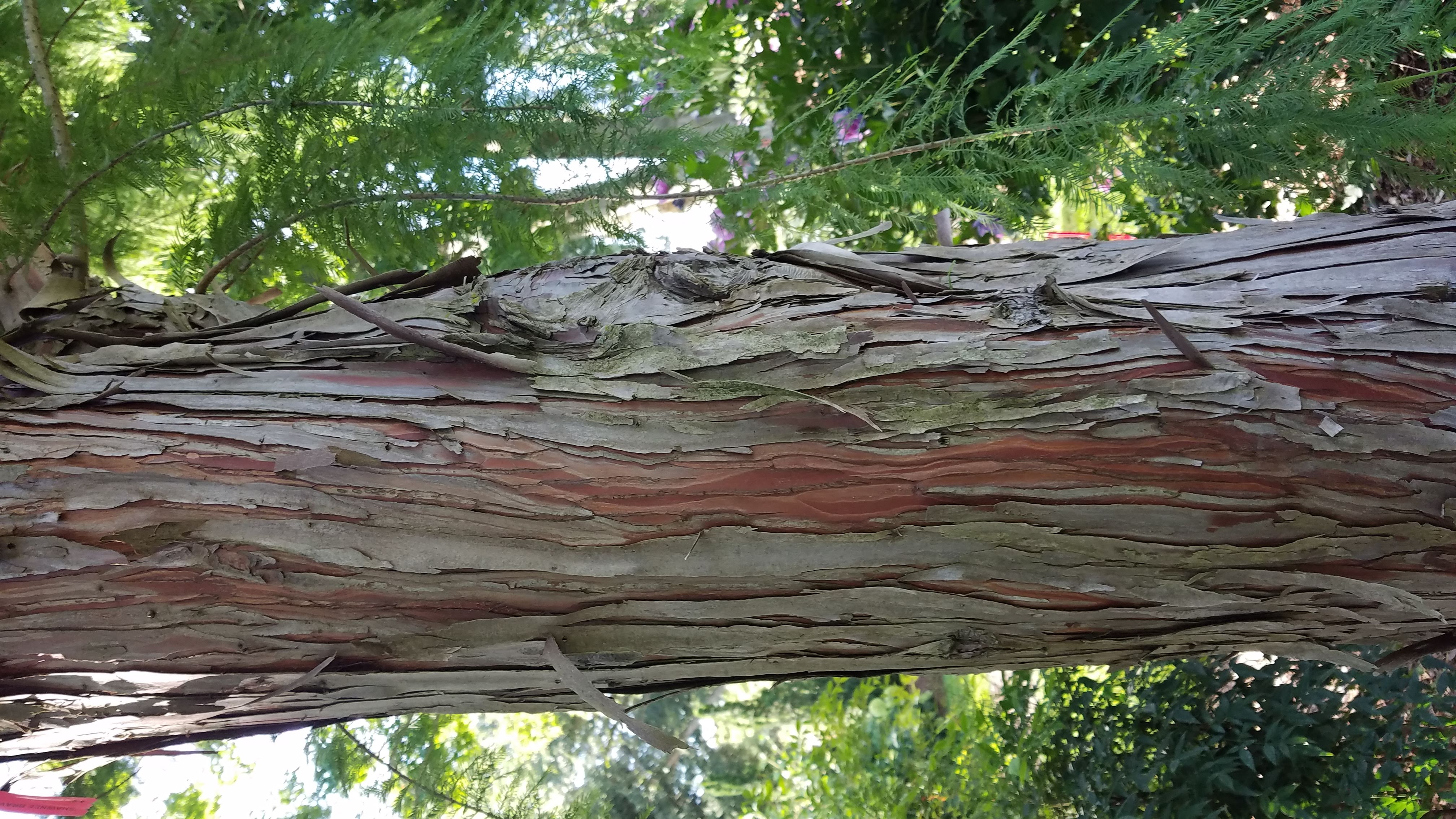 Why Is My Tree Losing Its Leaves in Summer?