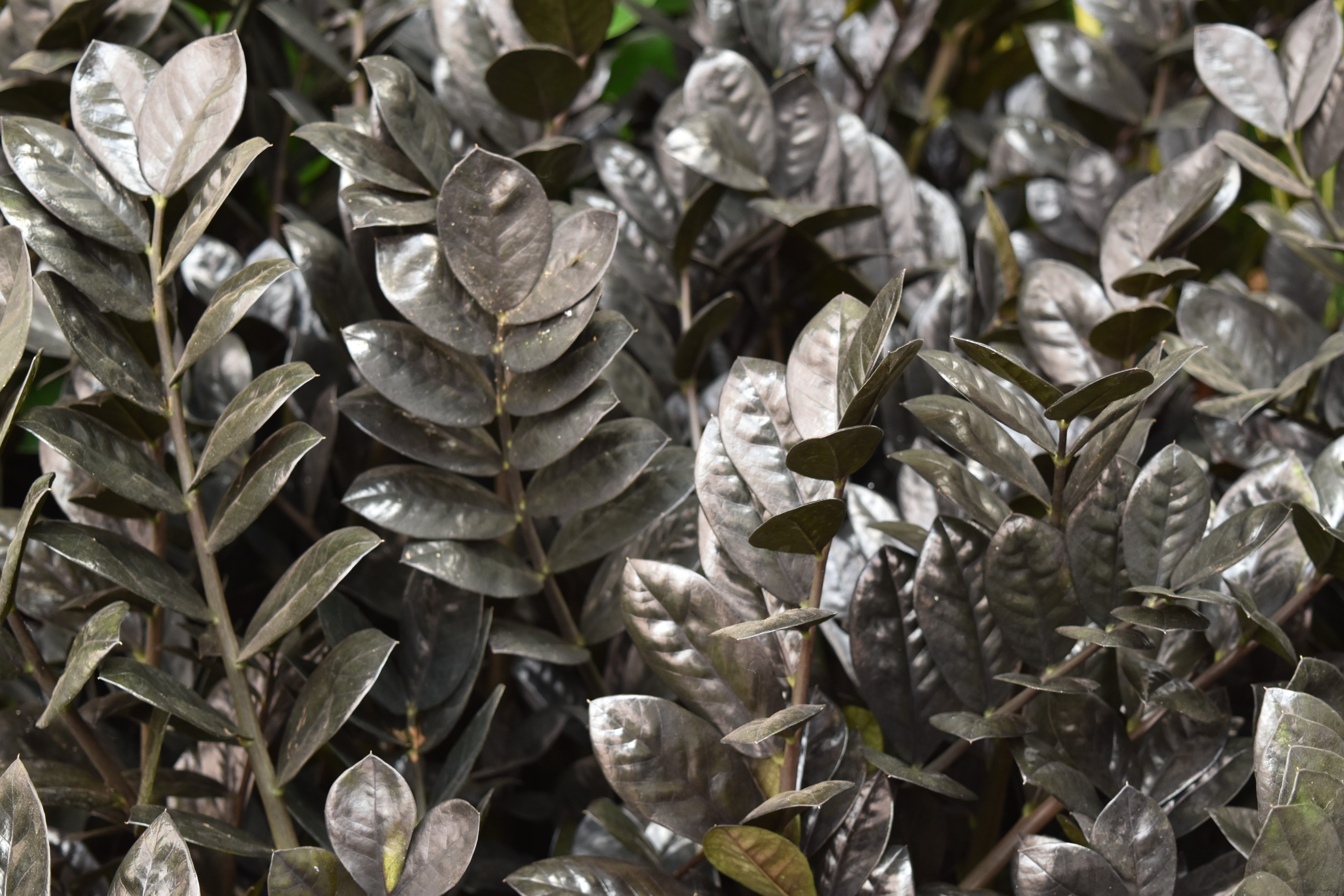 My First Indoor Plant Part 2 Popular Indoor Plant Choices Gardening In Michigan My First Indoor Plant Part 2 Popular Indoor Plant Choices Gardening In Michigan