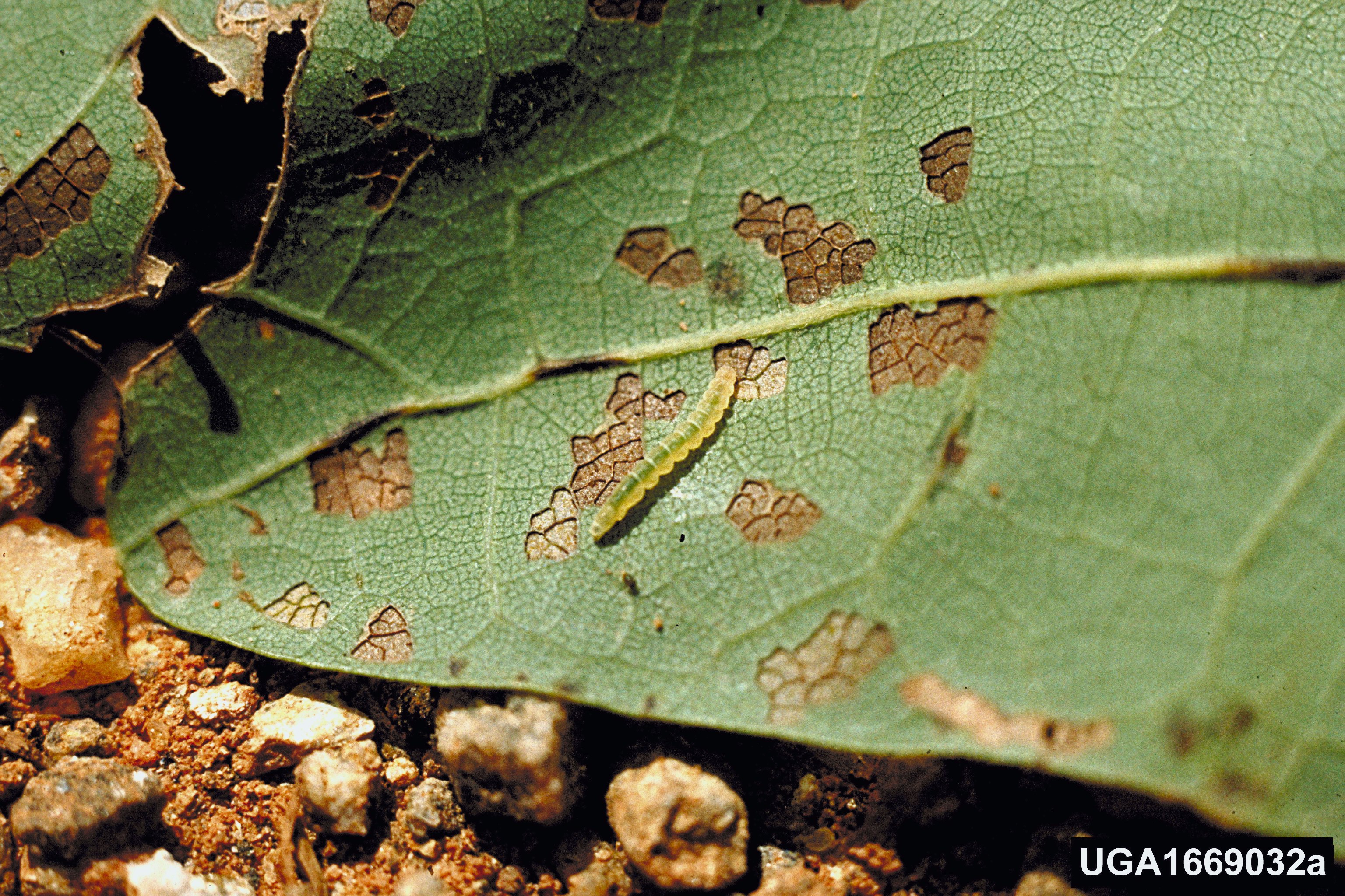 Green caterpillar on a leaf with brown spots.