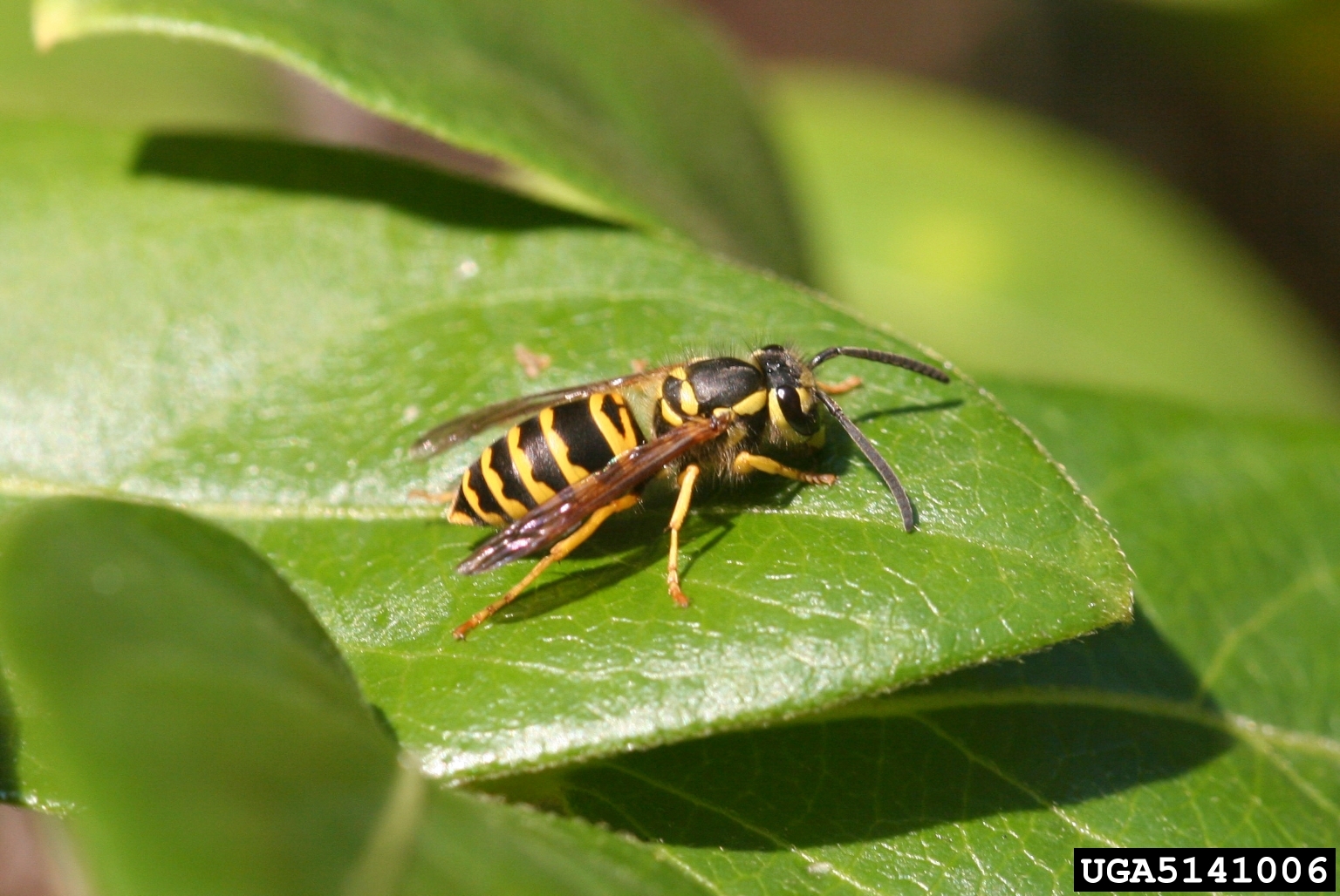 An eastern yellow jacket on a leaf.