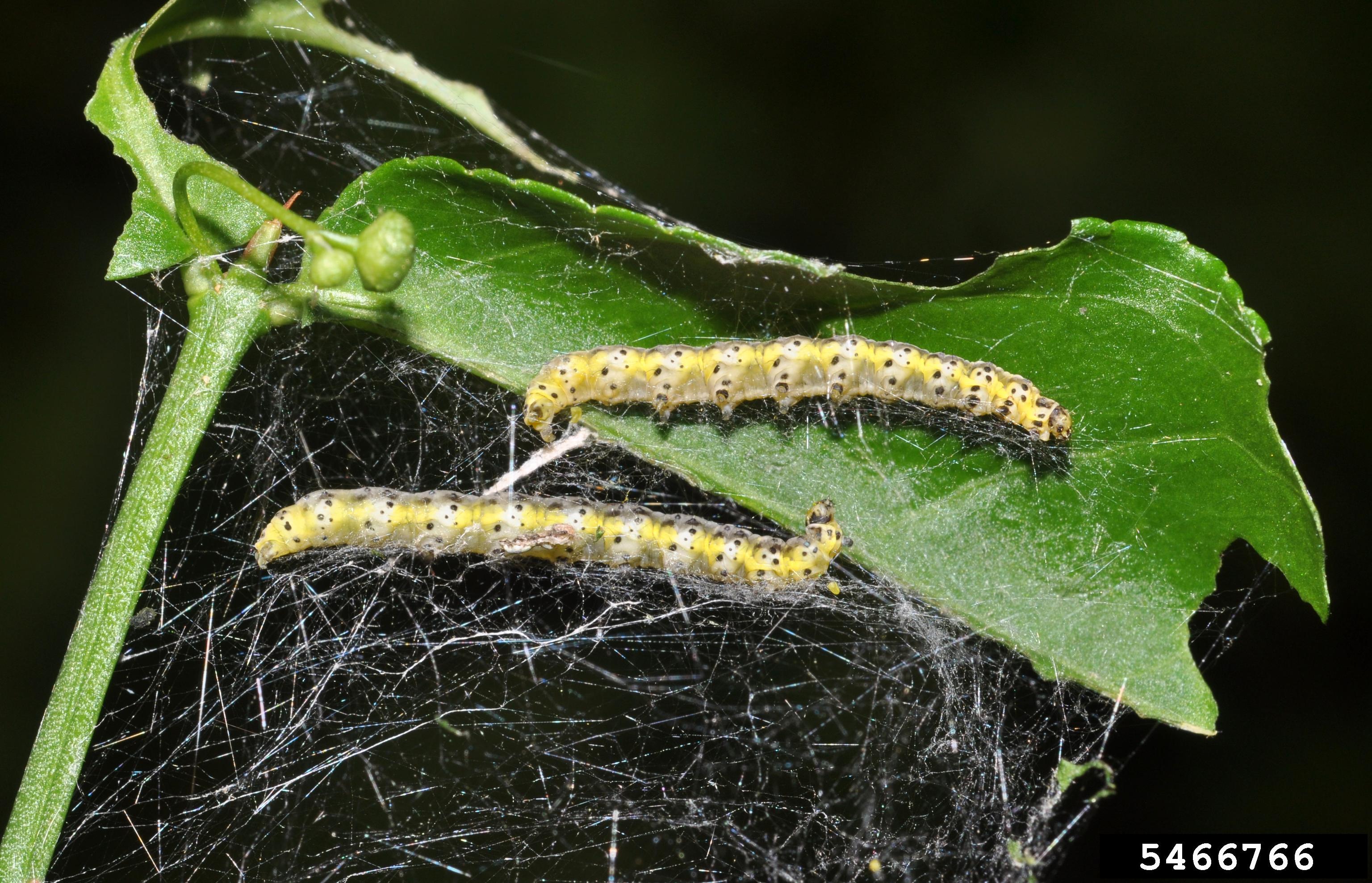 Caterpillars on a leaf.