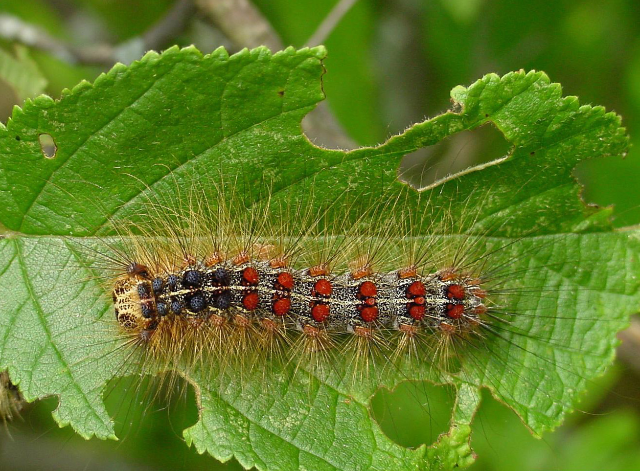 Gypsy moth larva and feeding damage
