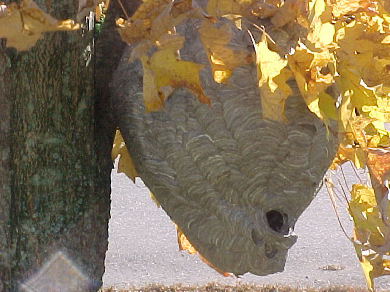 Baldfaced hornet nest hanging from a tree.